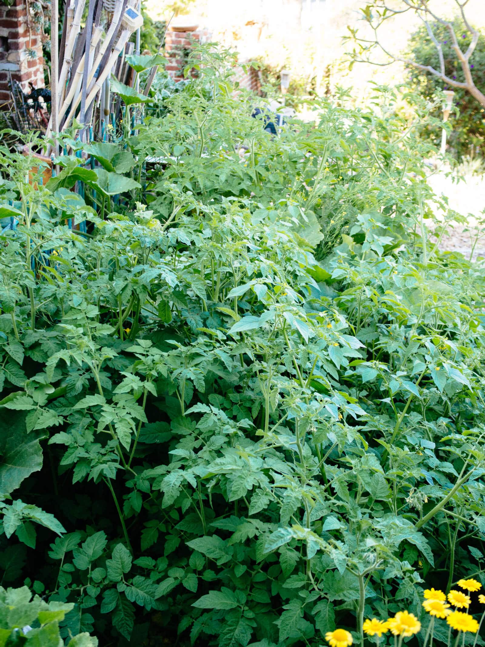 Homegrown tomato plants thriving in summer