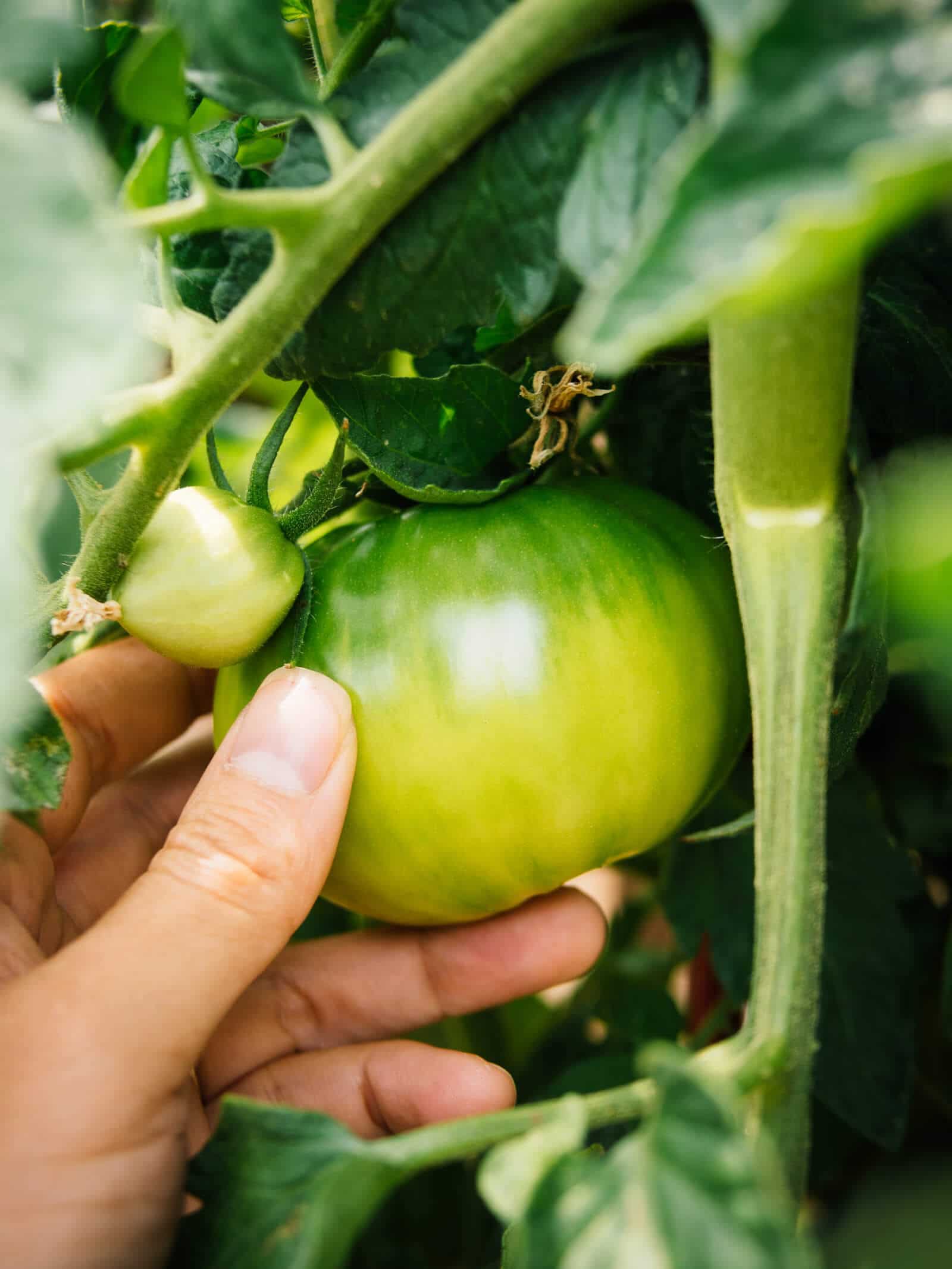 Learn how to prevent blossom end rot and grow healthy tomatoes