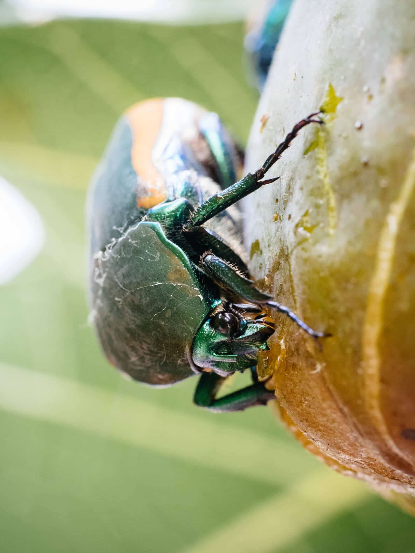 Fig beetle, also known as figeater beetle or green fruit beetle