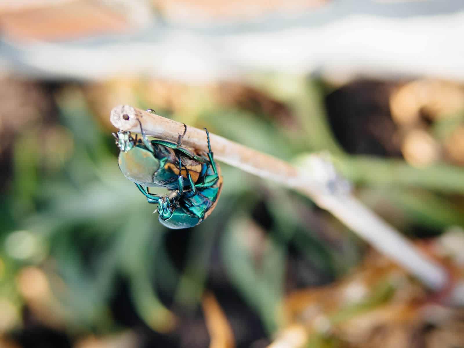 Fig beetles mating in summer