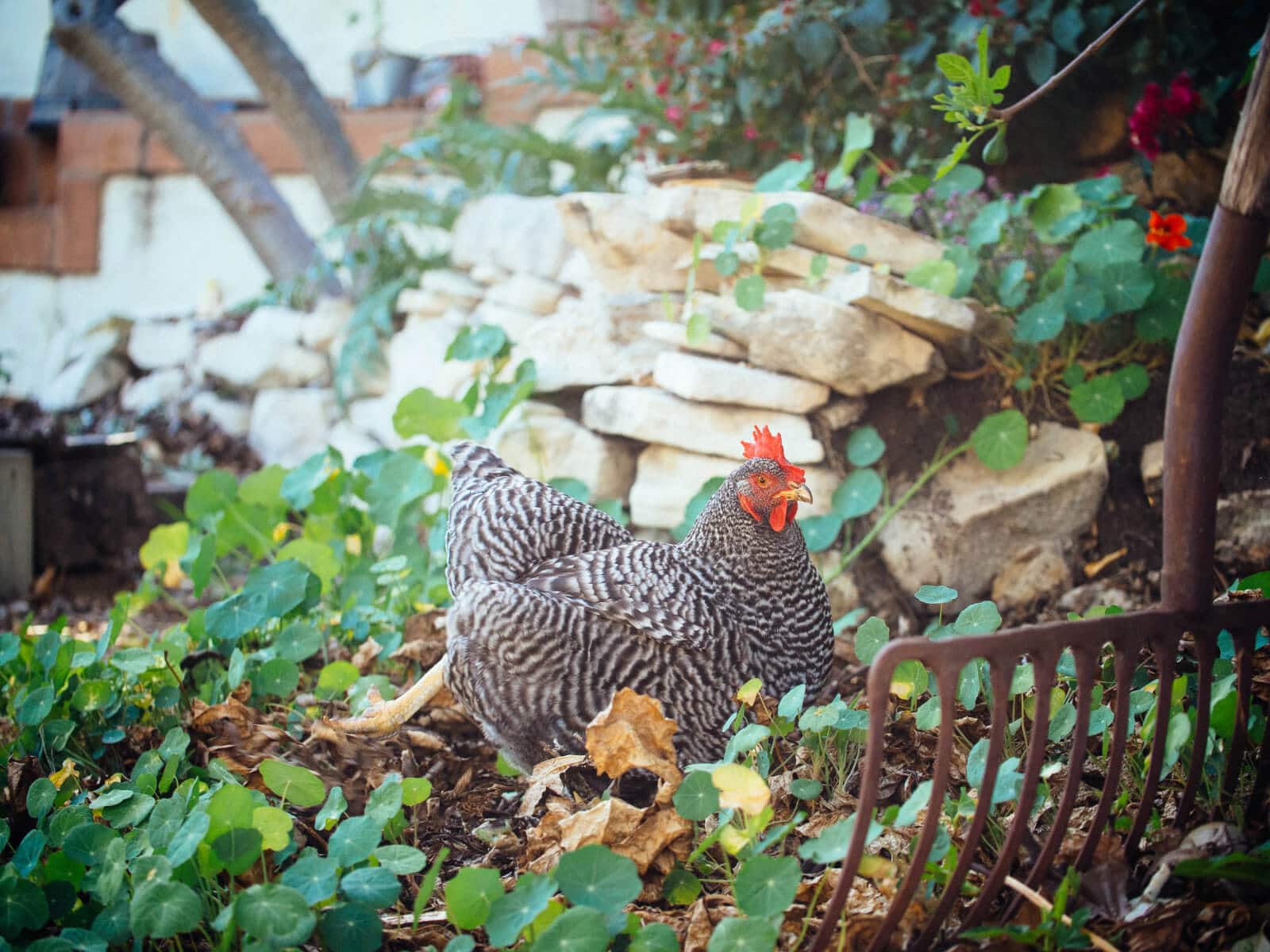 Turn over mulch and compost to expose fig beetles and let chickens, birds, and other predators feed on them