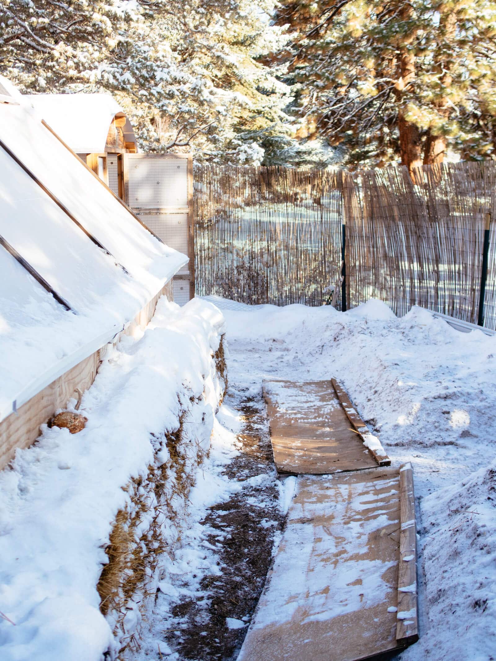 Shovel snow and clear a path for your chickens to roam