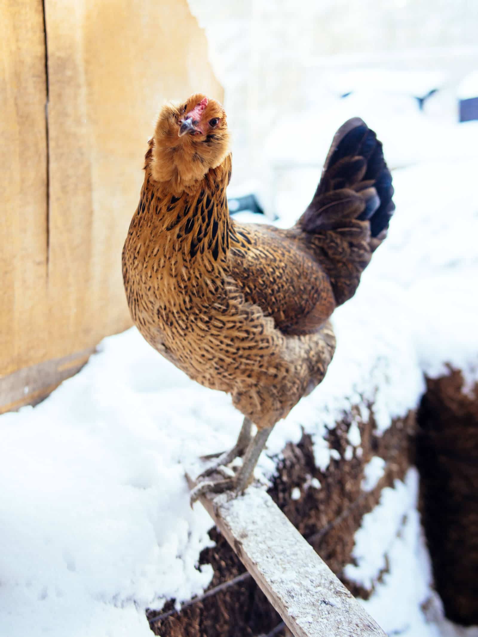 A healthy and happy chicken in winter
