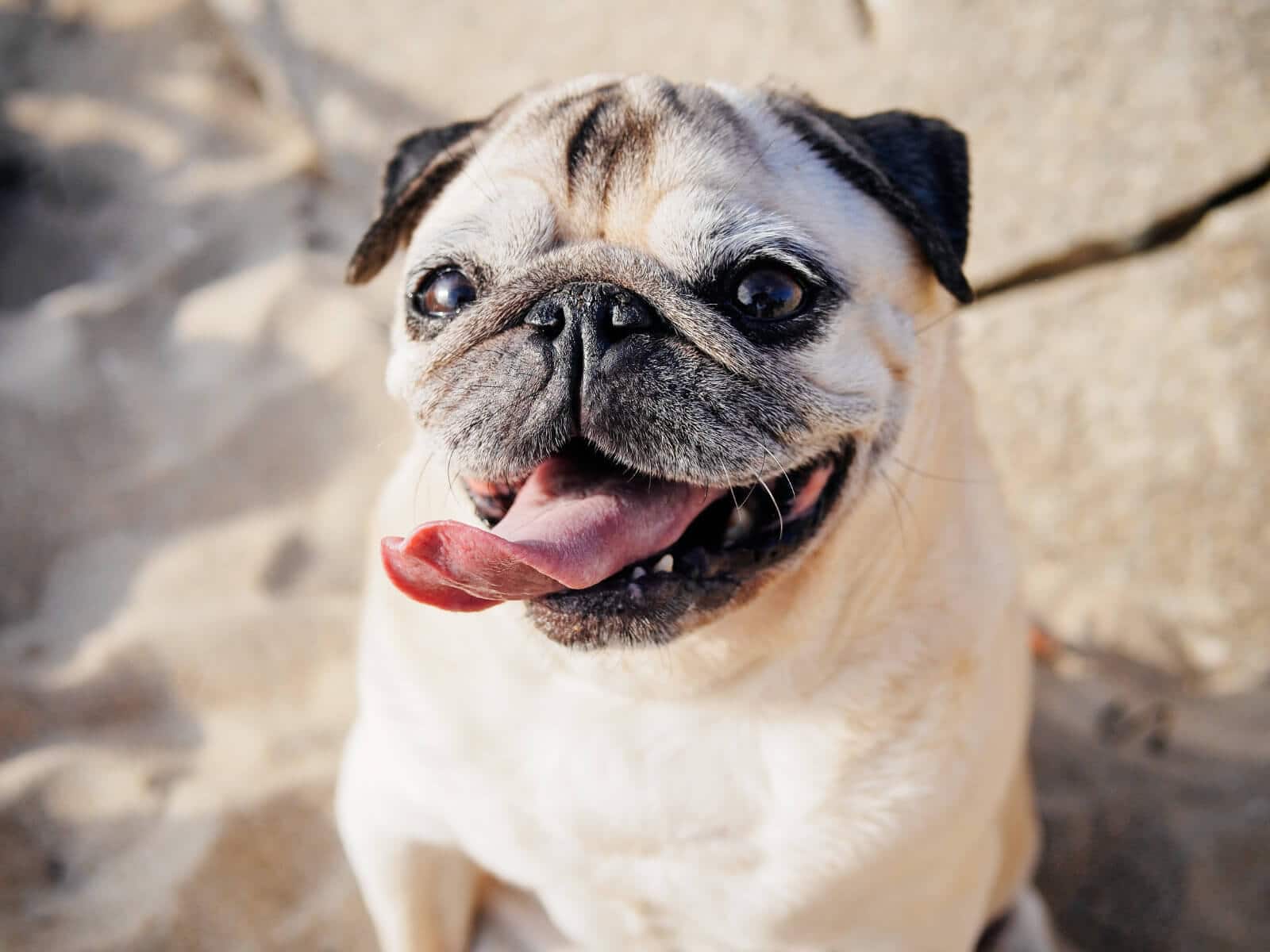 Happy dog thriving on fresh homemade dog food