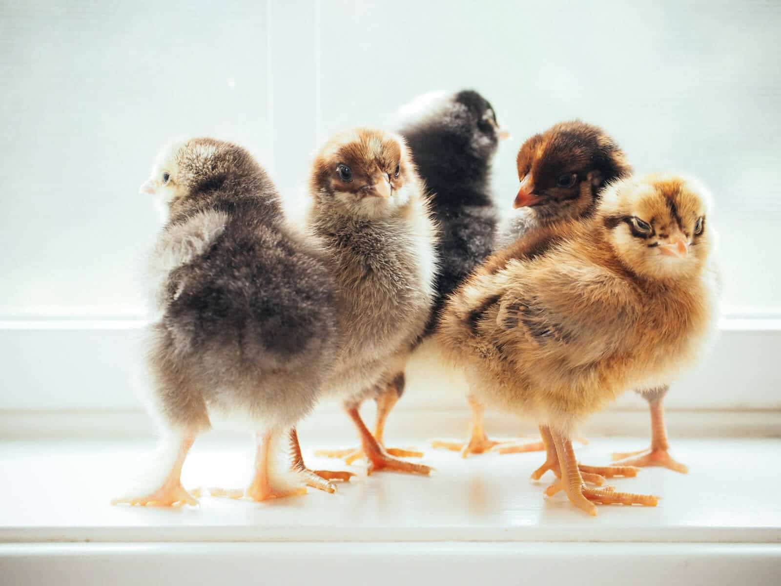 Baby chicks love homemade whole-grain chicken feed