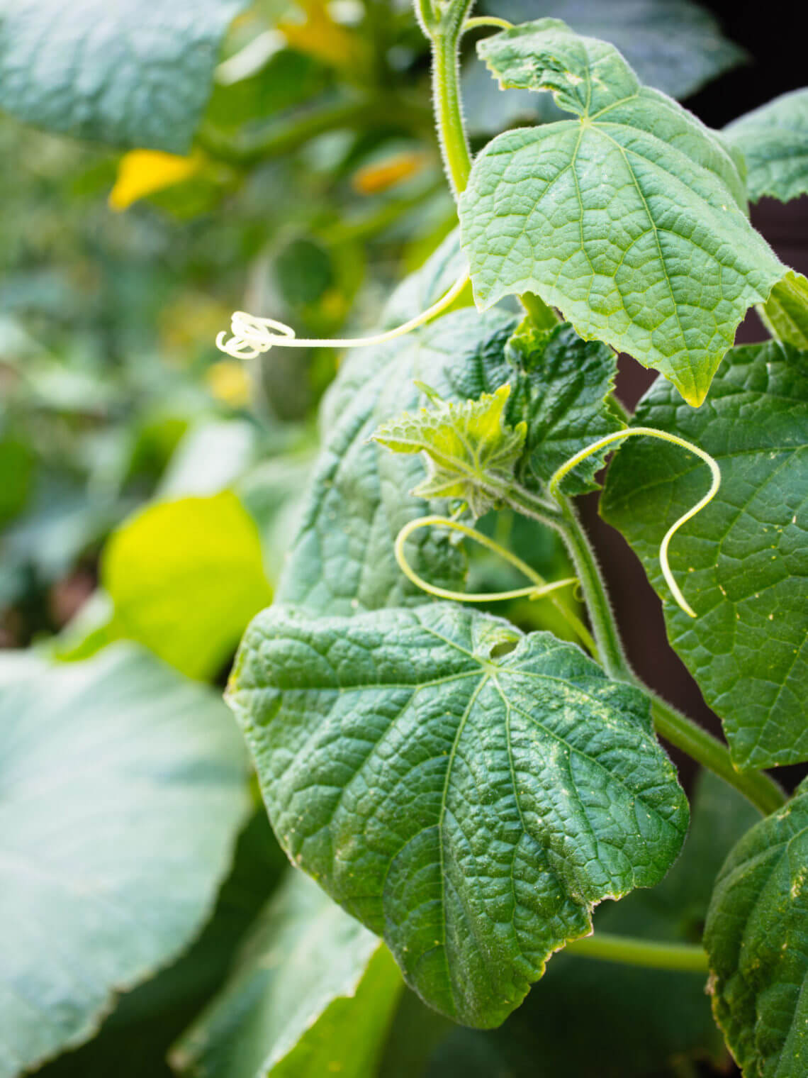 11 vegetables you grow that you didn't know you could eat