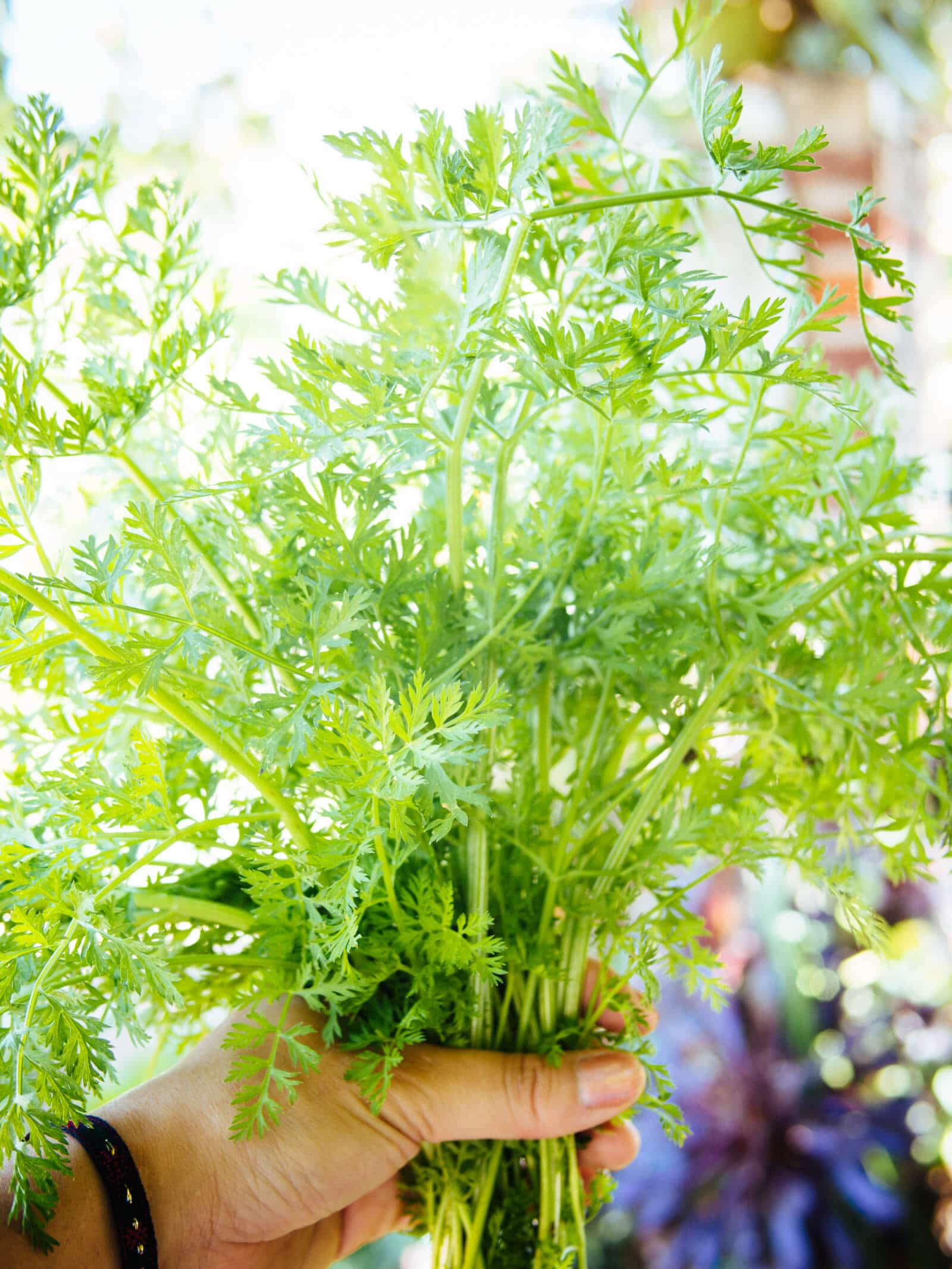 You can eat carrot leaves