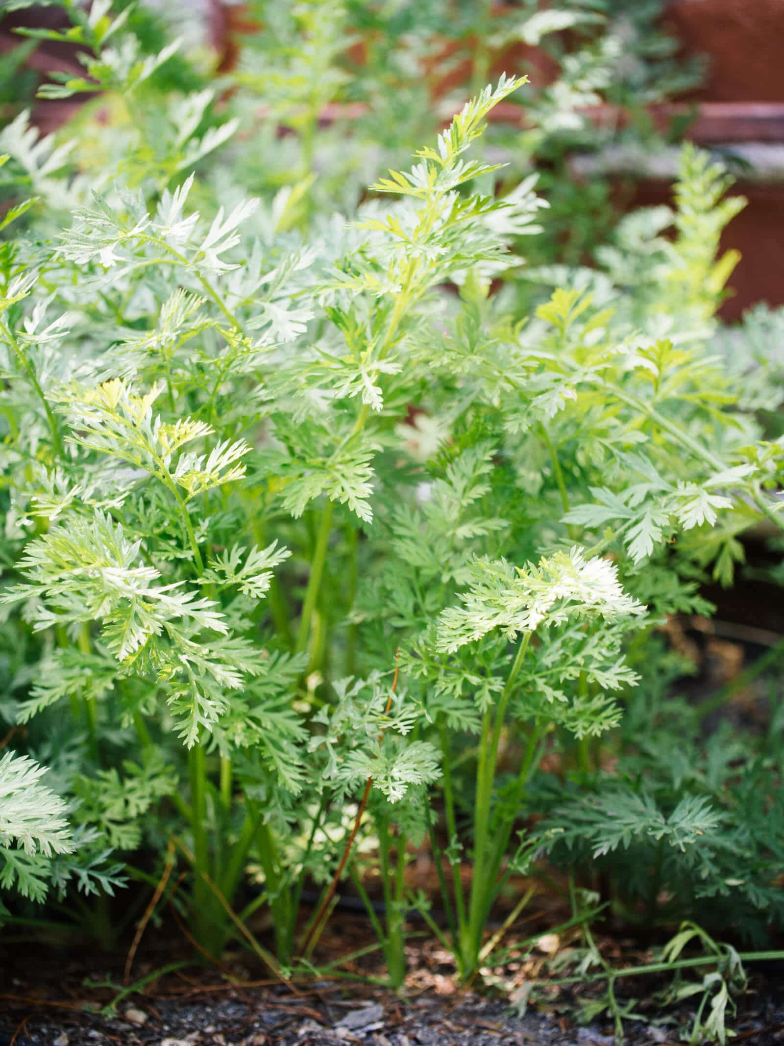 Carrot tops are not poisonous