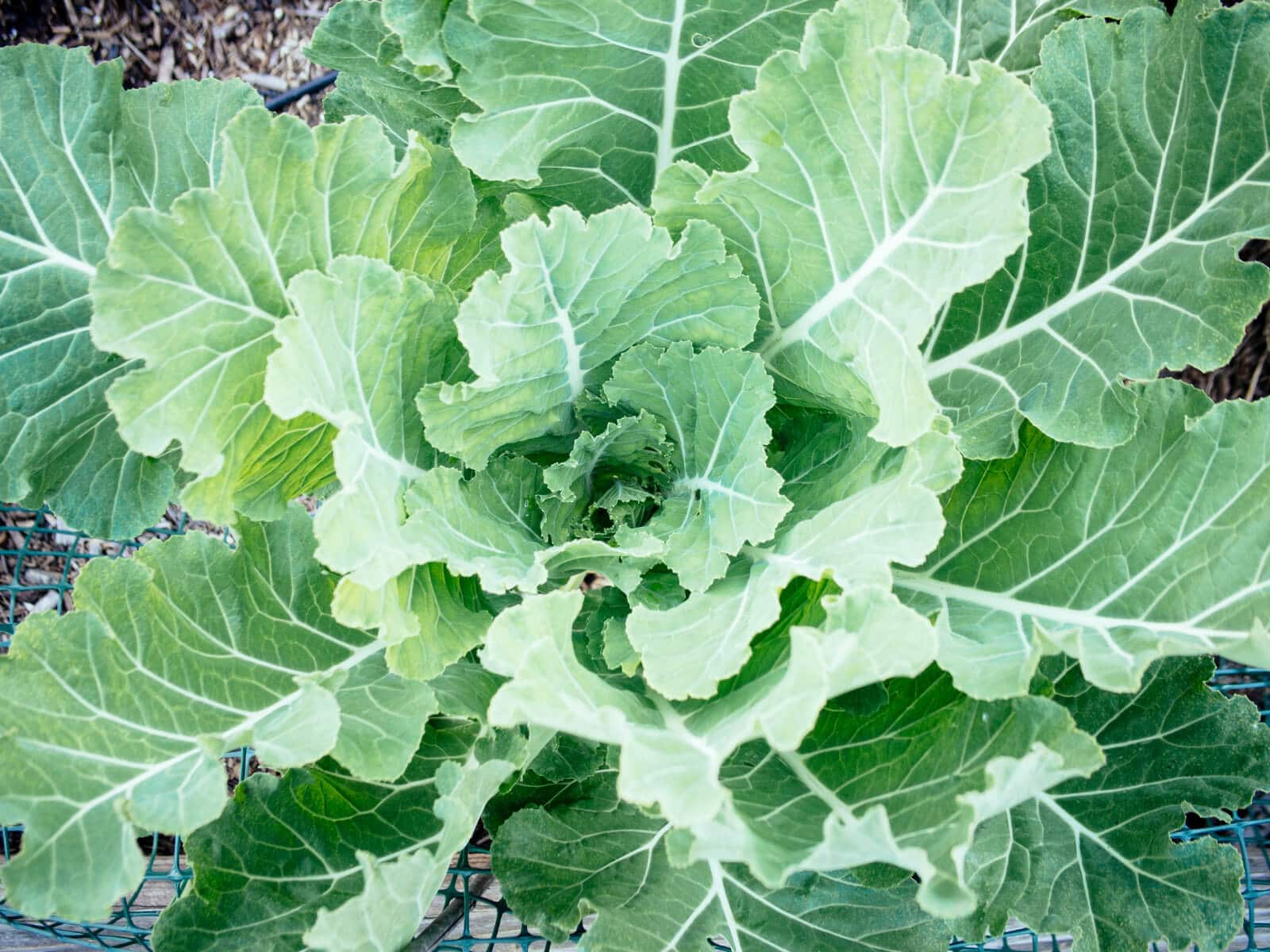 Broccoli leaves are edible