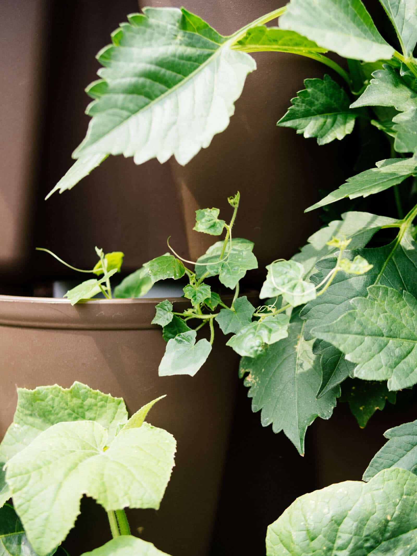 Cucumber leaves are edible