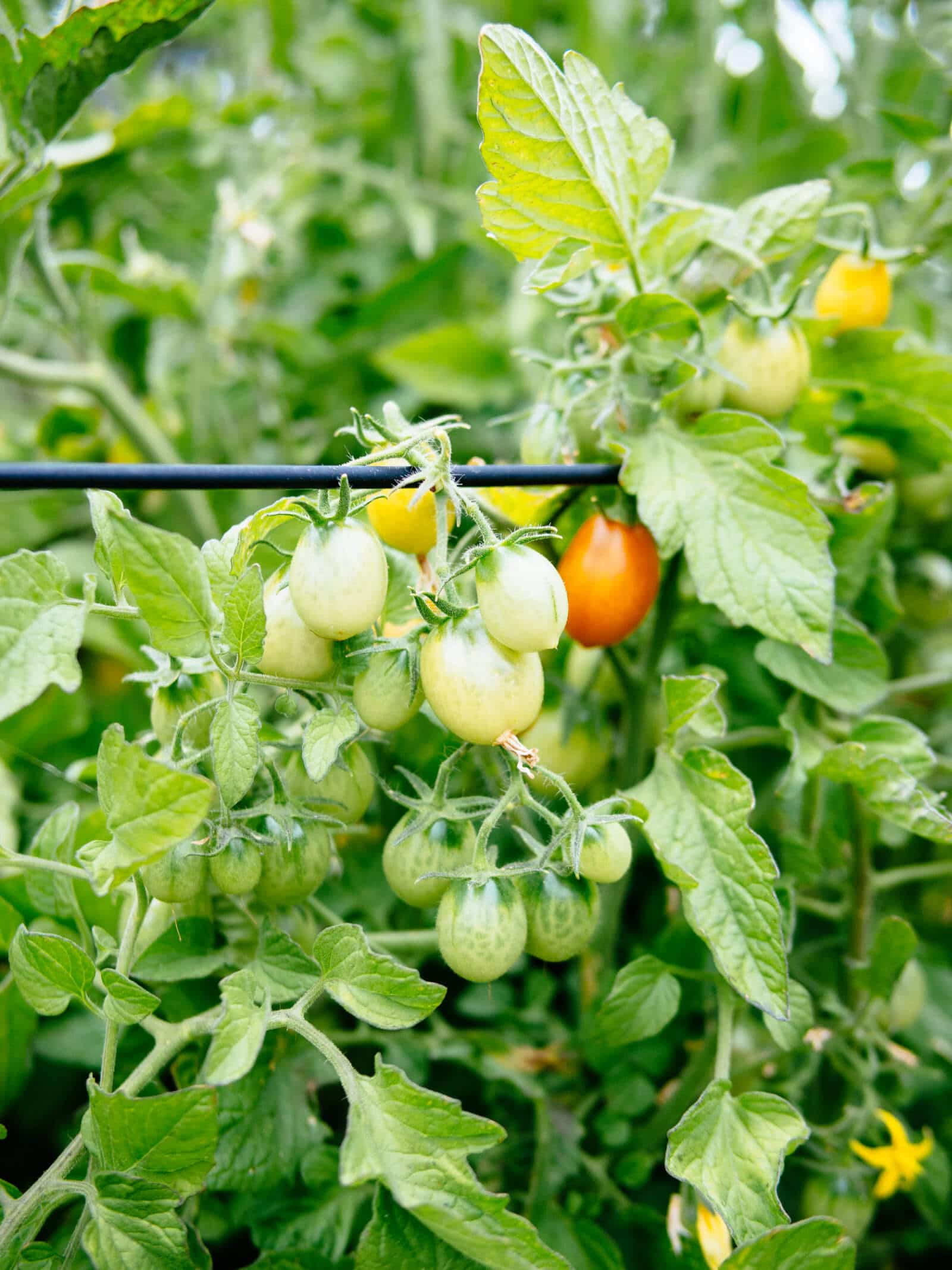 Tomato leaves are not toxic