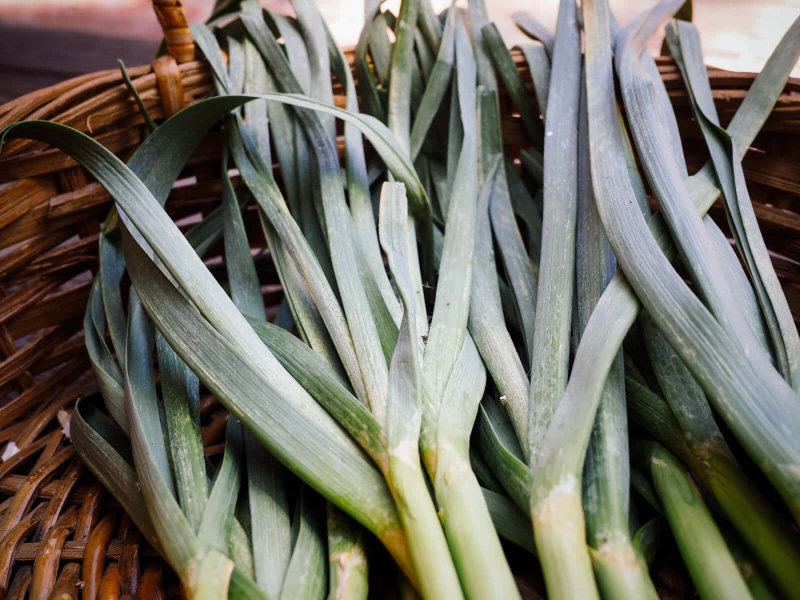 Green garlic shoots and onion shoots are edible delicacies