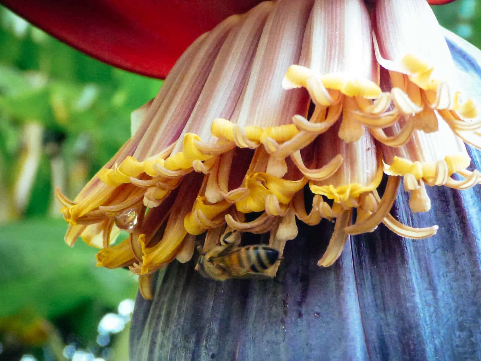 Banana blossoms are rich in nectar and great for attracting bees