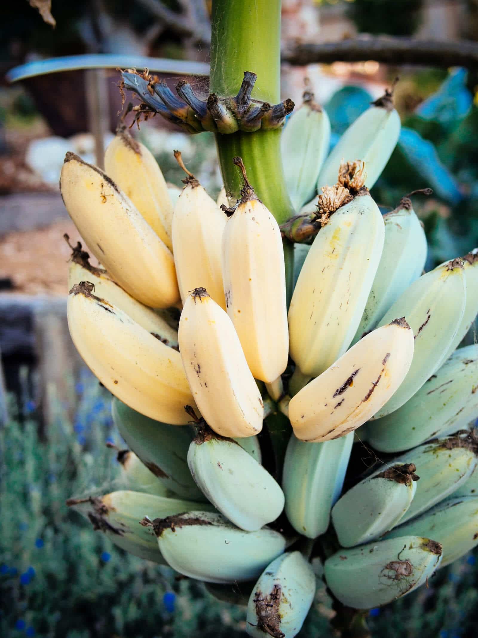 Bananas are herbaceous perennials and can fruit year-round in warm climates