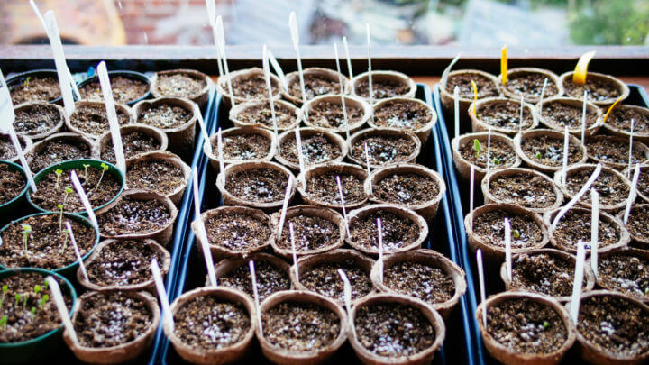 Starting Seeds Indoors, When Should I Start Seeds For Fall Garden