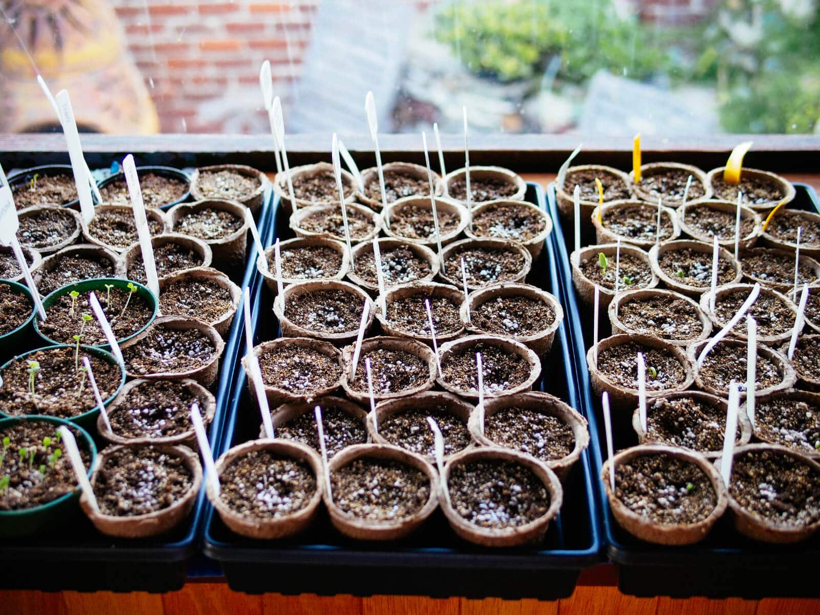 January is a good time to start growing vegetable, flower seeds indoors