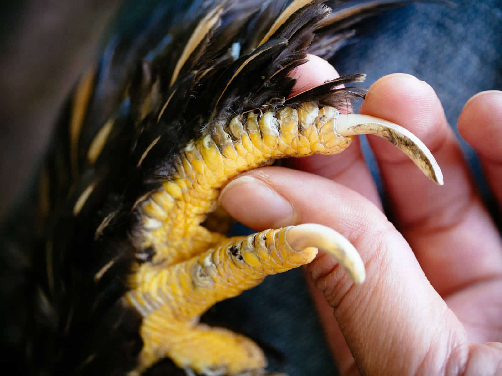 Overly long nails can cause pain for a chicken