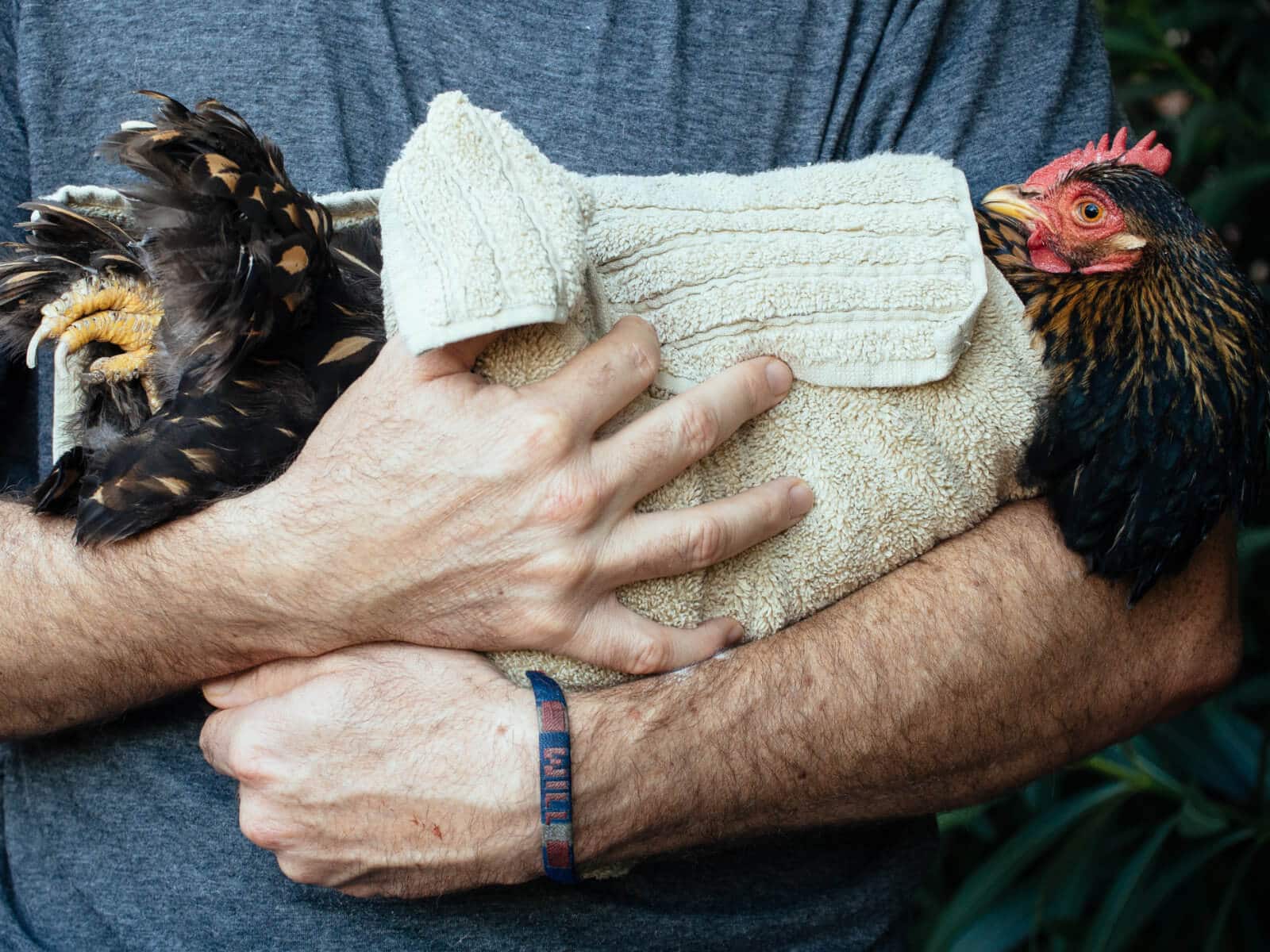 Cradle your hen in a towel to keep her still