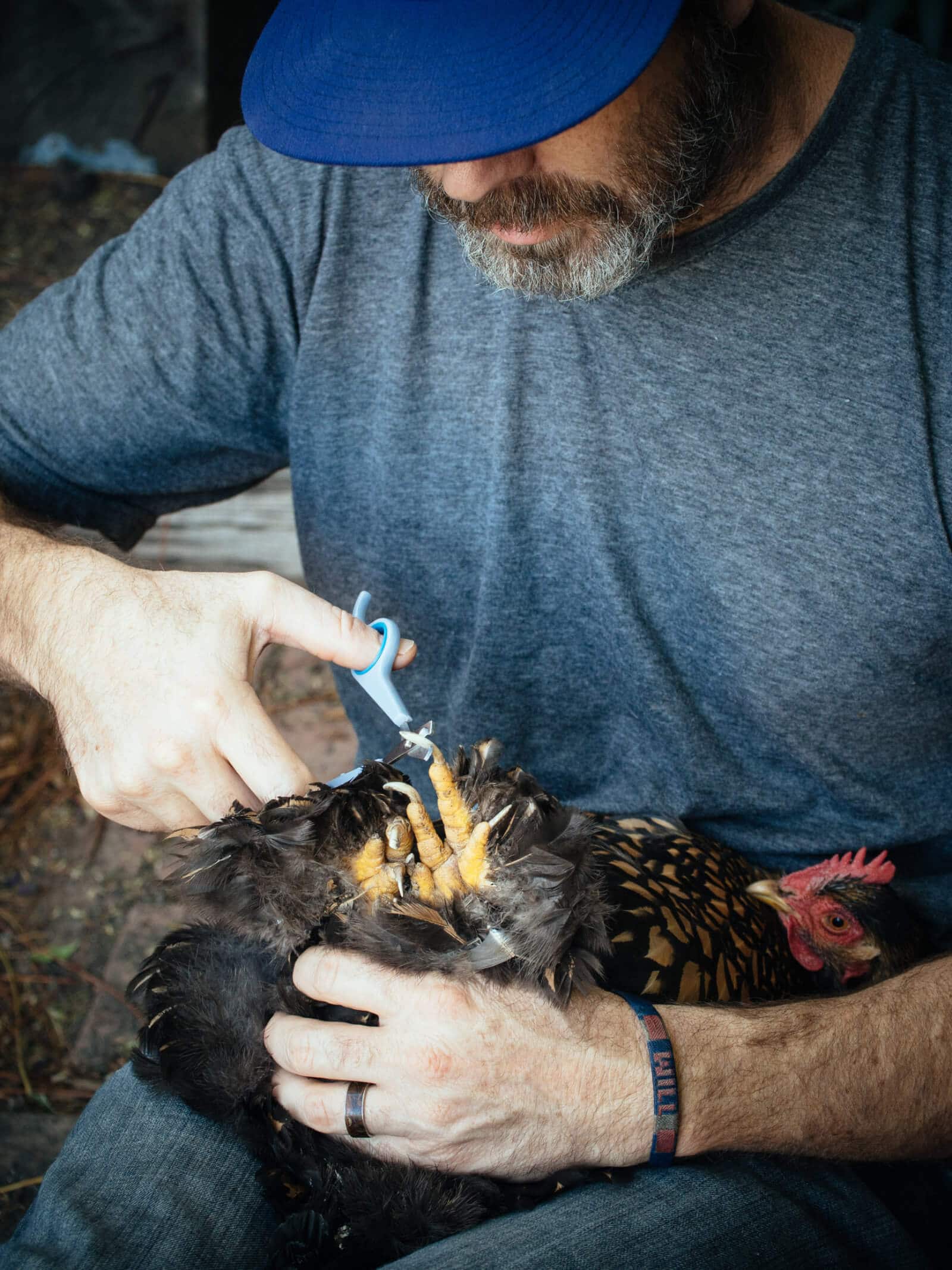 Cutting your chicken's nails is part of managing a healthy backyard flock