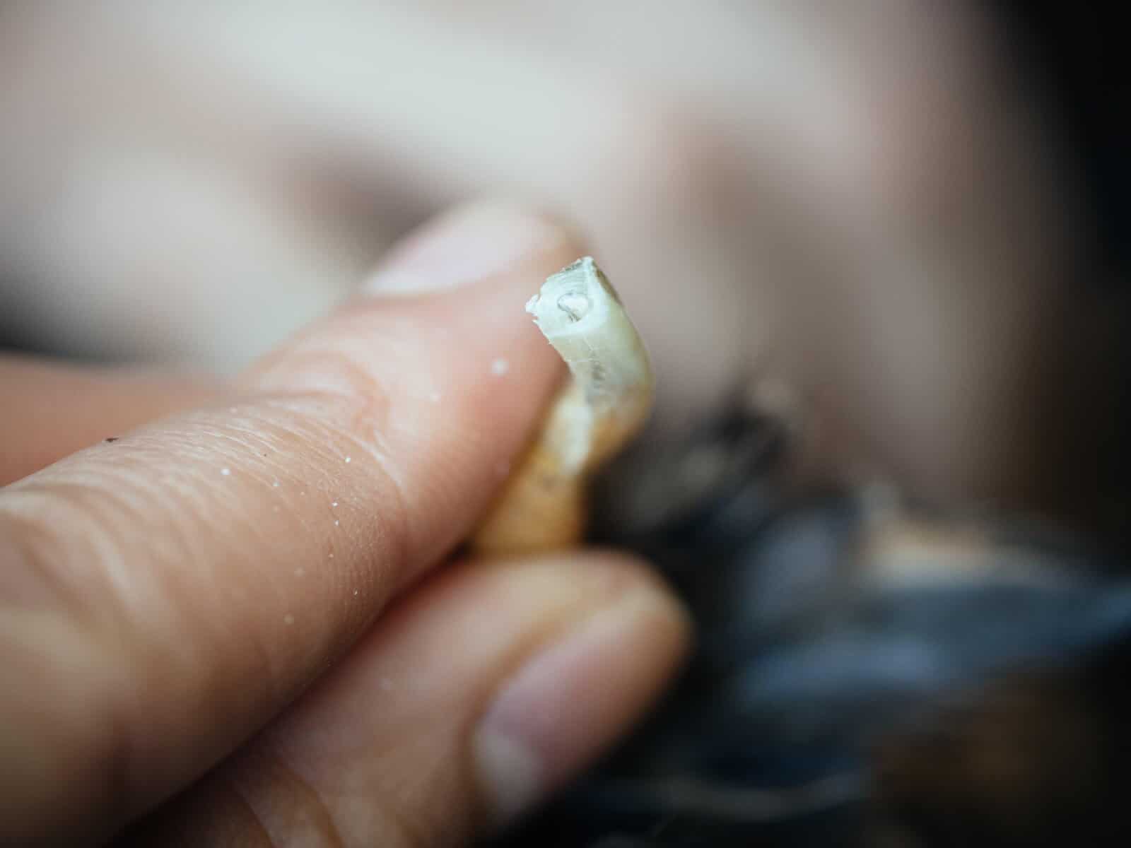 A neatly trimmed chicken nail