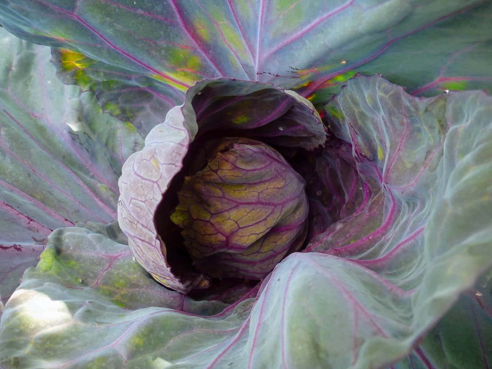 The outer leaves of cabbage are edible