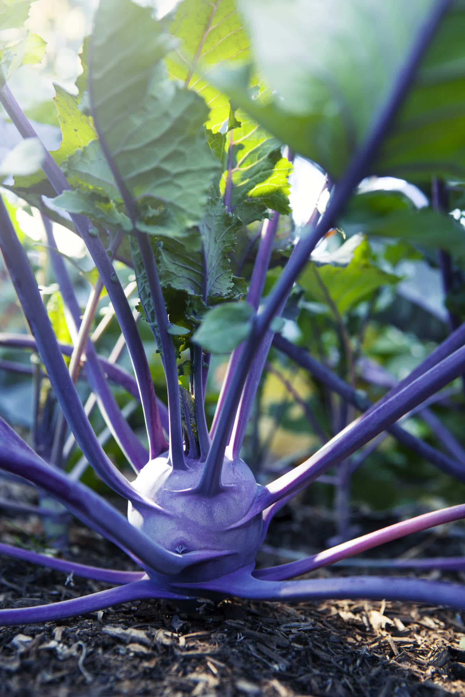 You can eat kohlrabi leaves