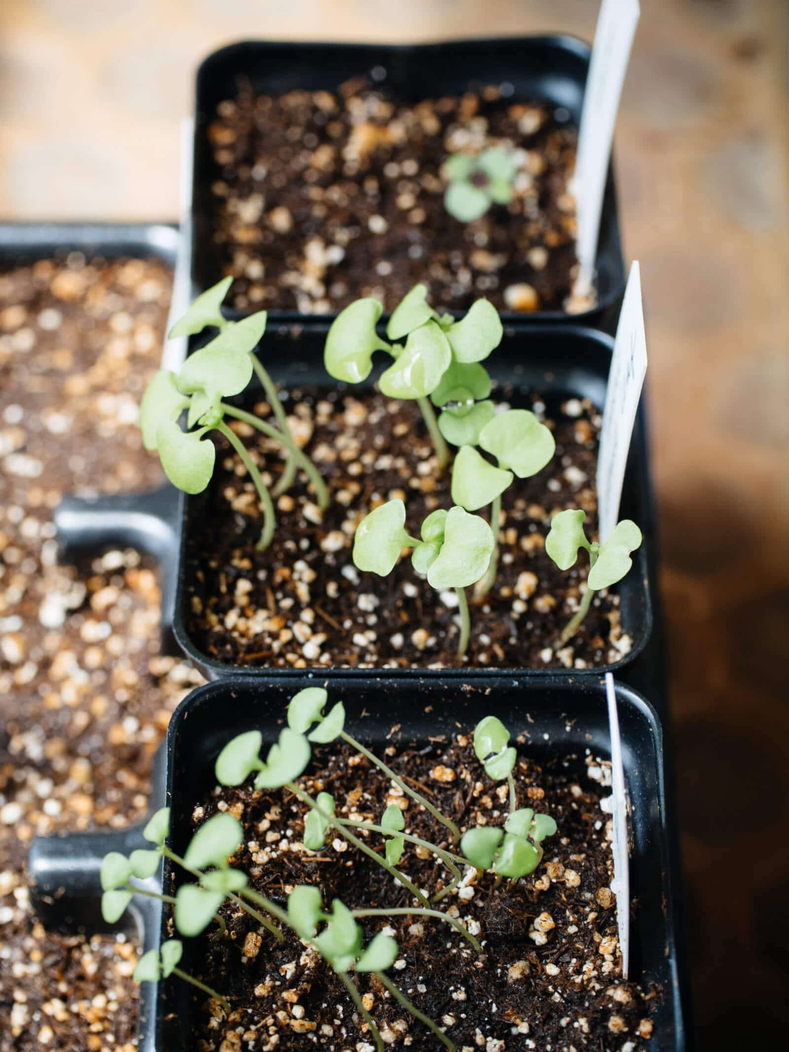 DIY seed starting mix