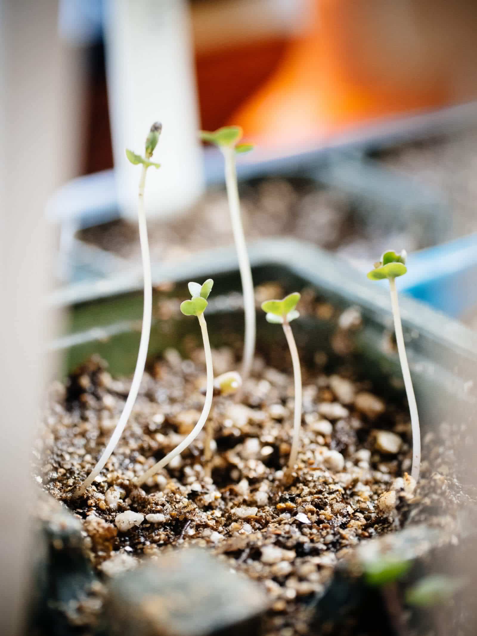 Seeds started indoors