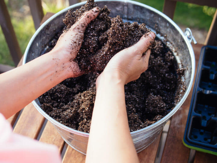 Image of Seedling growing in a pot of black gold compost