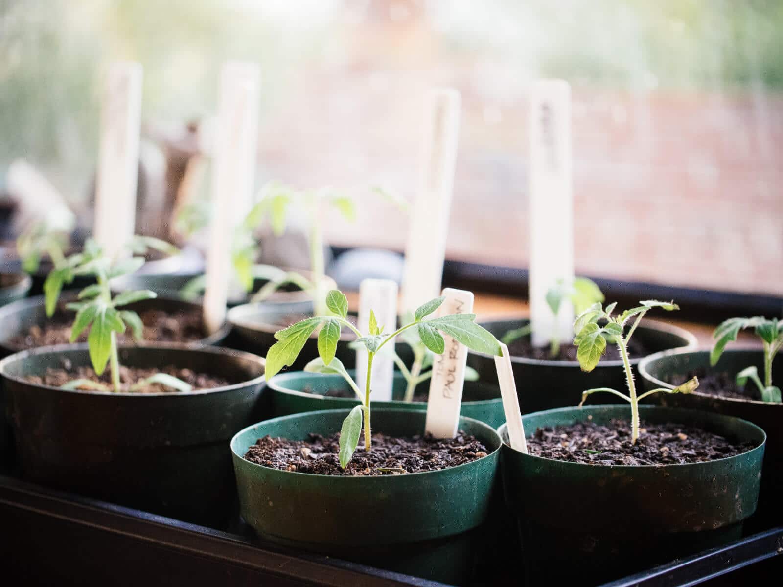 Homemade potting mix for seedlings and transplants