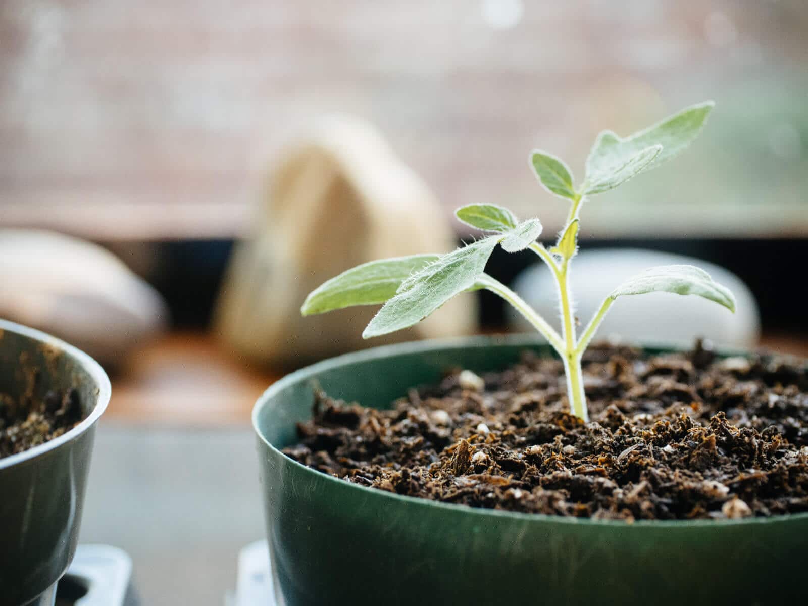 Make the best organic potting mix for less money