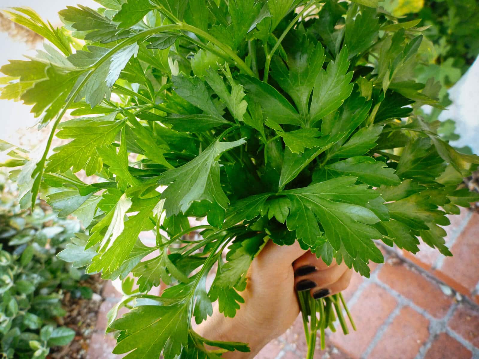 Giant of Italy parsley for making chimichurri