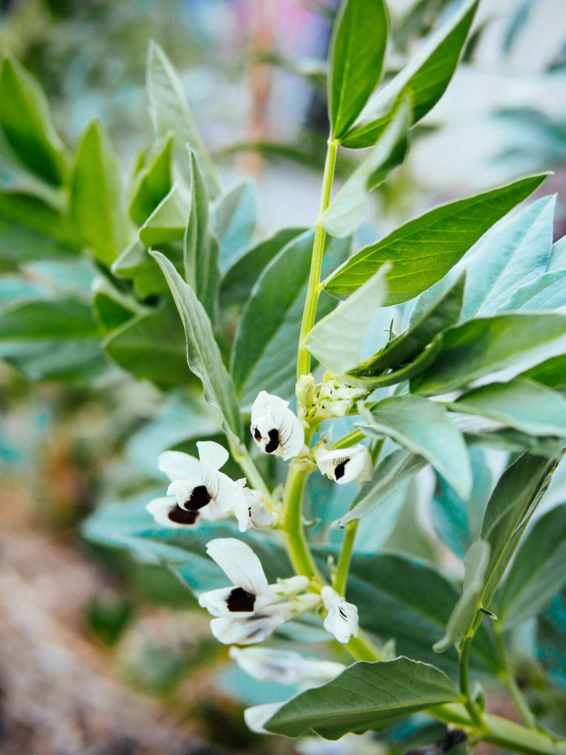 How to prune, harvest, and eat fava bean leaves and flowers