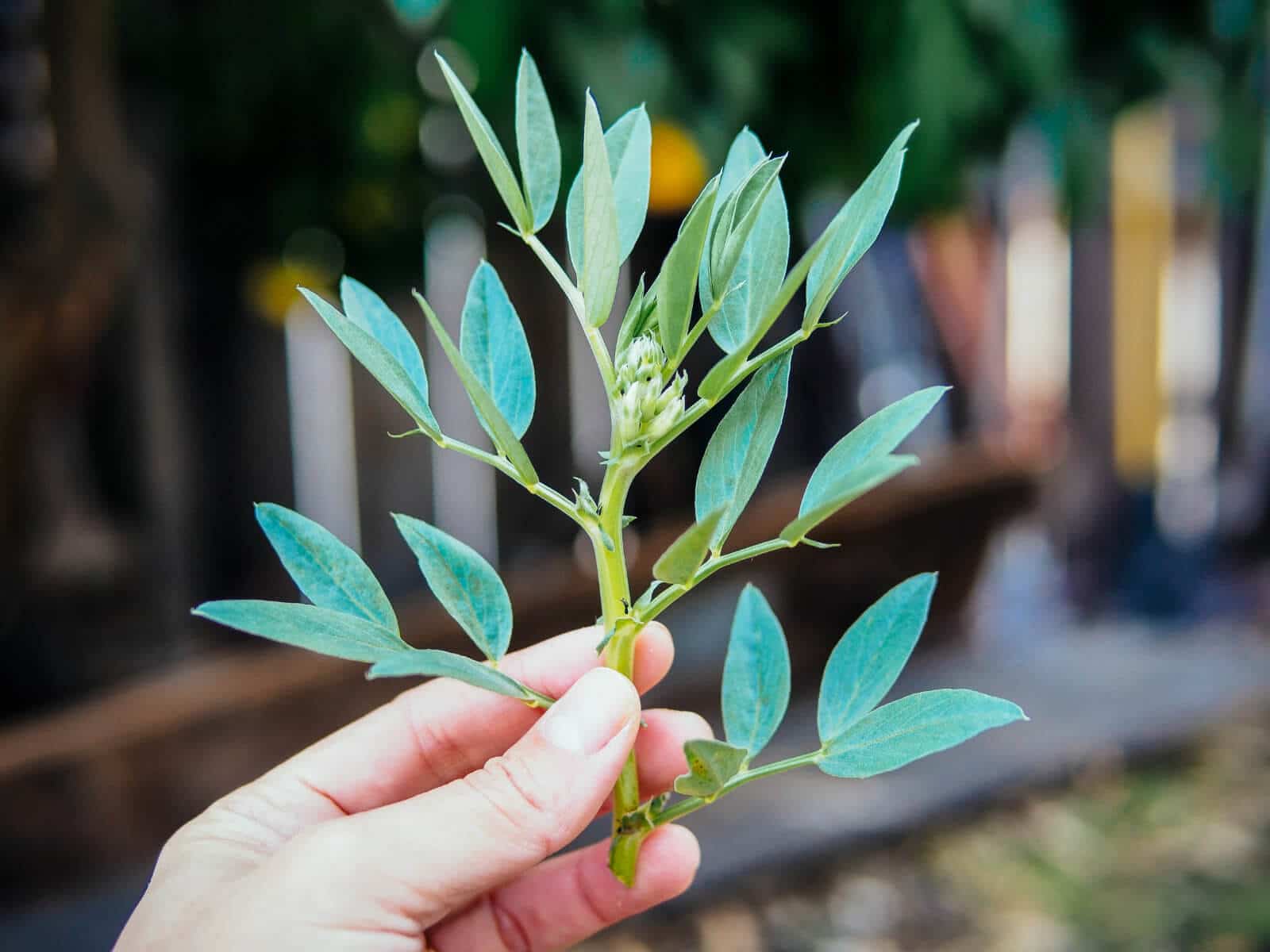 Holding up a sprig of edible fava greens