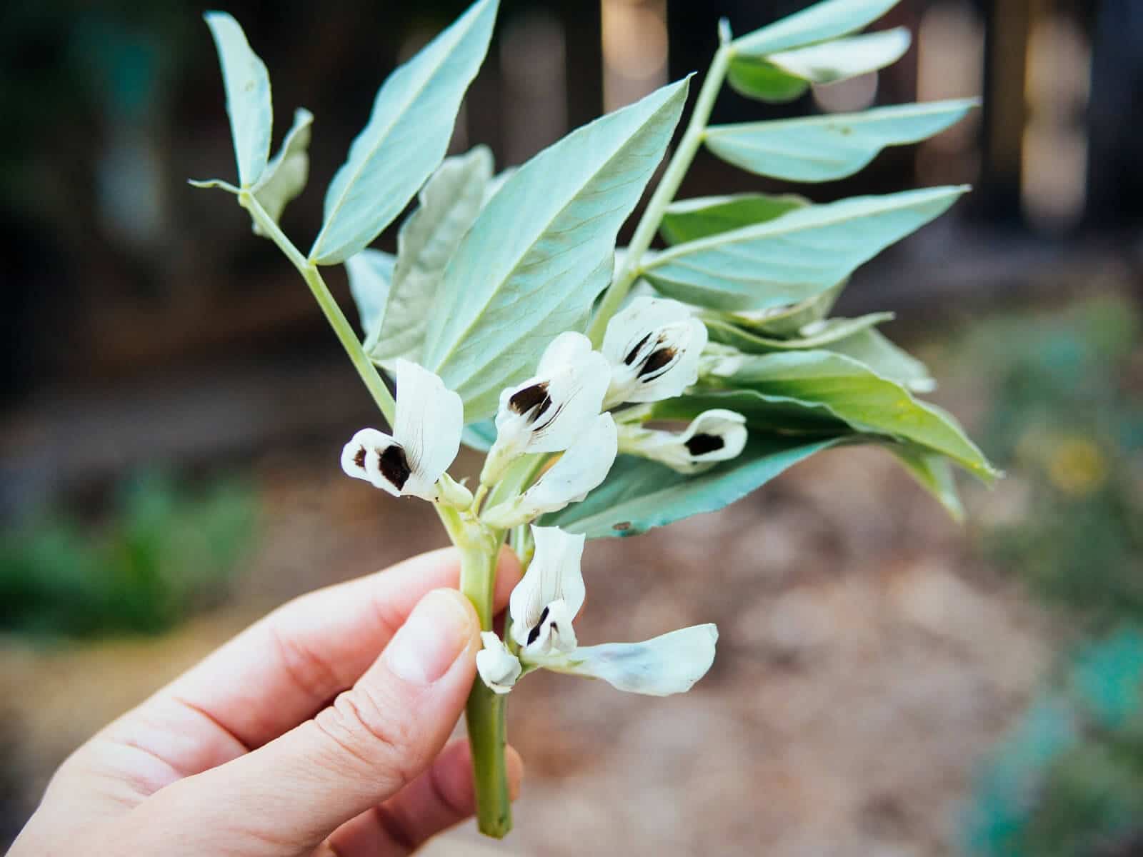 Holding up a sprig of edible fava bean leaves and fava bean flowers