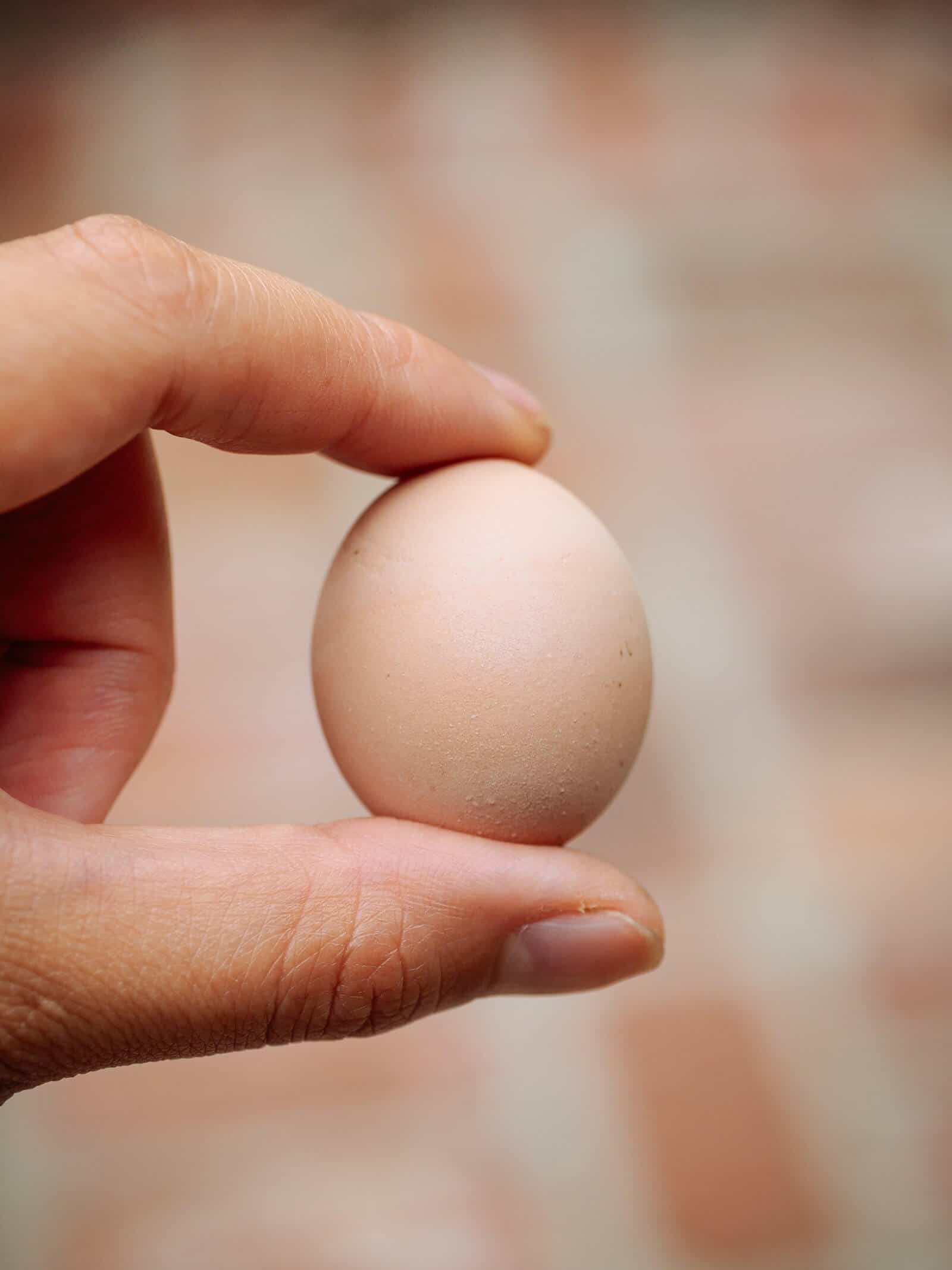 Fart eggs are also known as fairy eggs