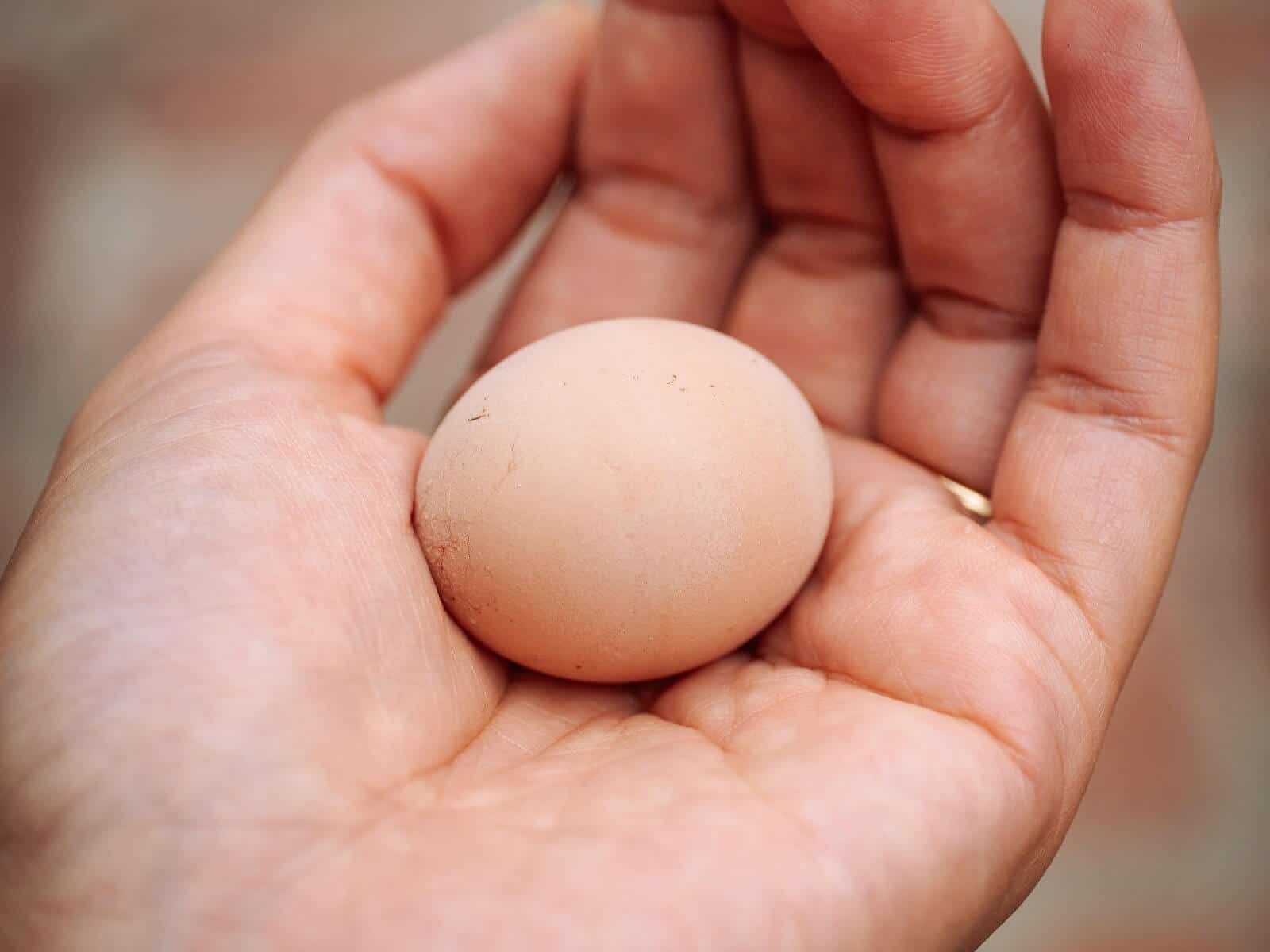 Fart eggs (also known as fairy eggs or witch eggs) are abnormally sized chicken eggs