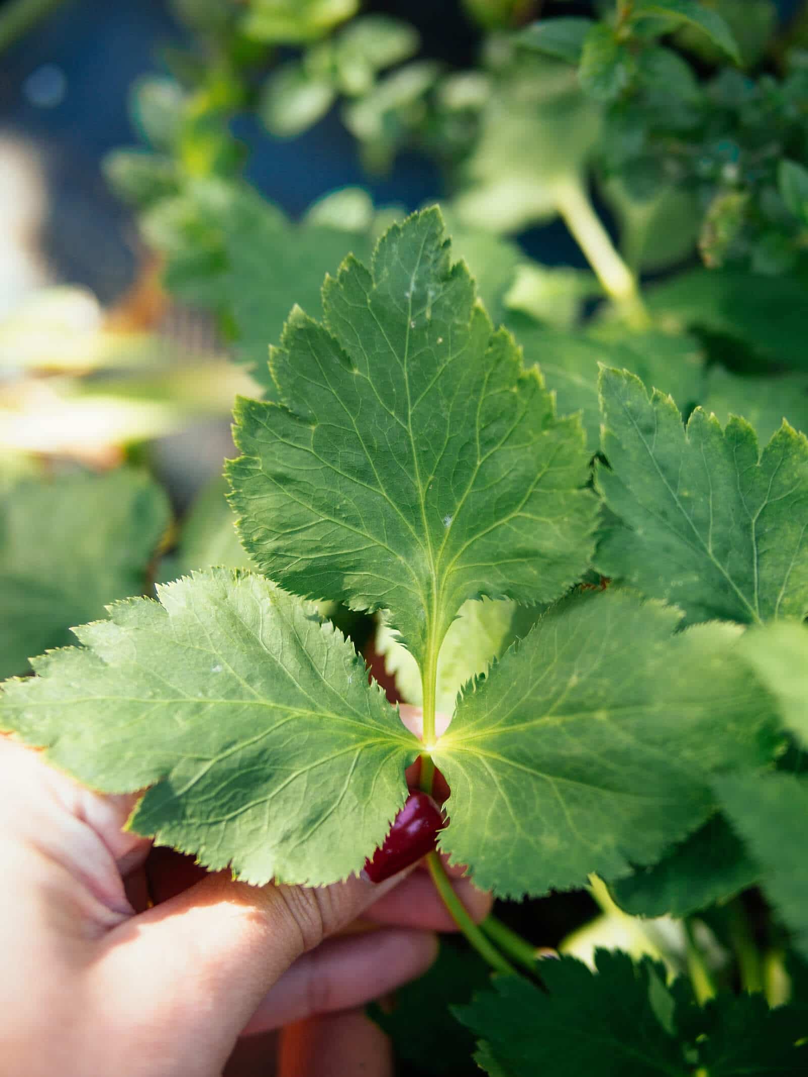 Mitsuba (Japanese parsley) flourishes in full to partial shade