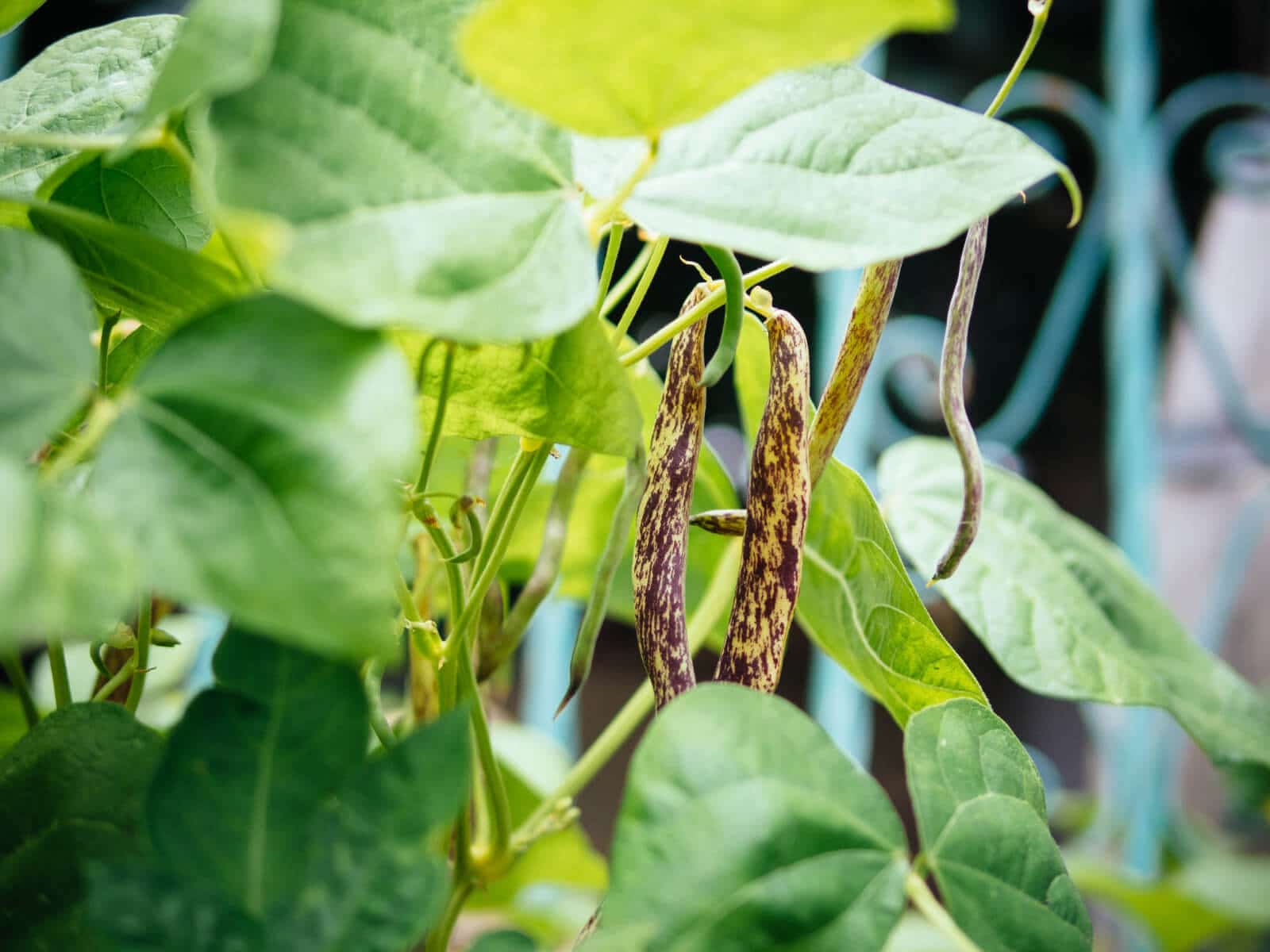 Dragon Tongue bush beans in the garden