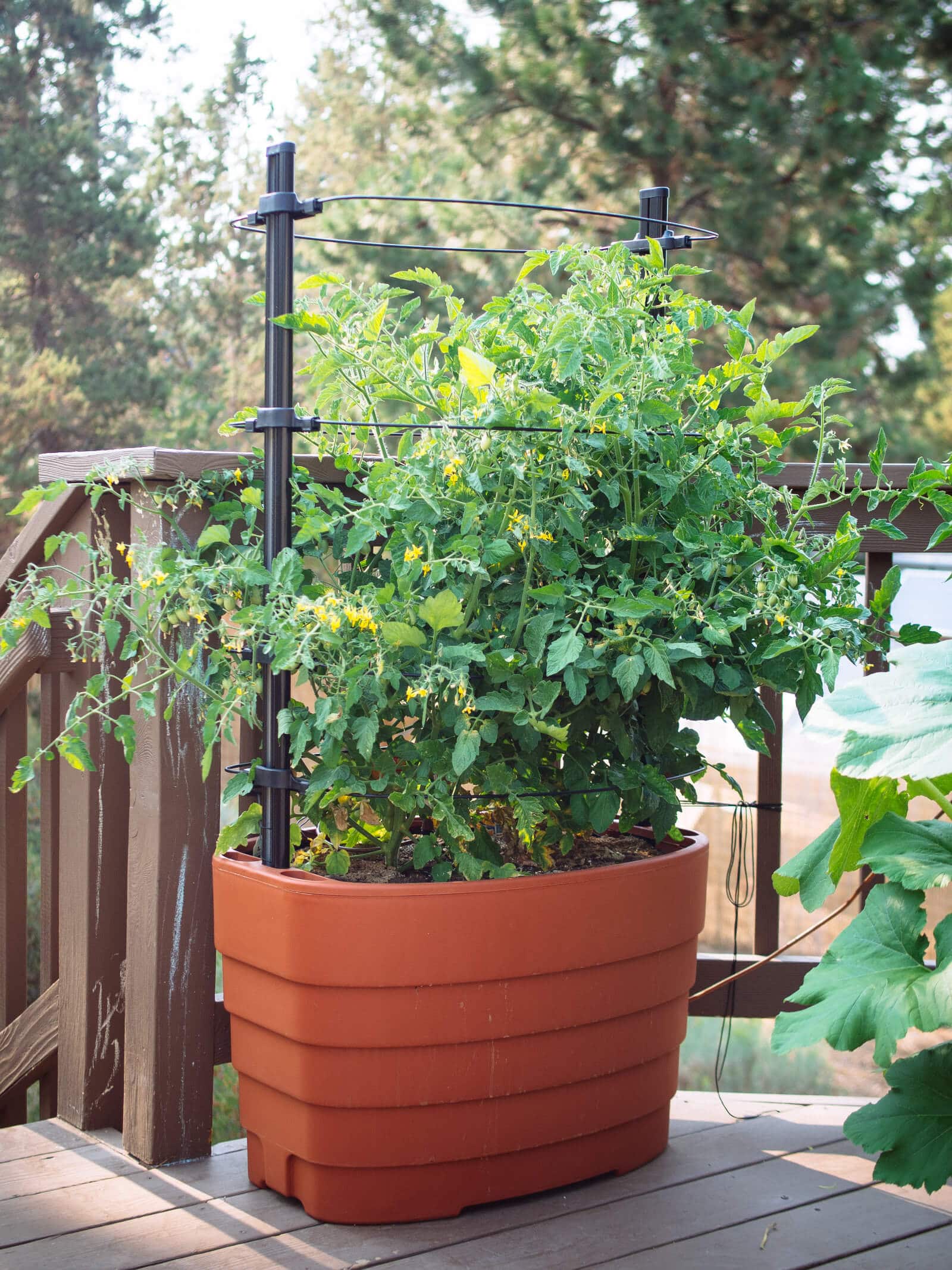 Determinate tomatoes grown in a container