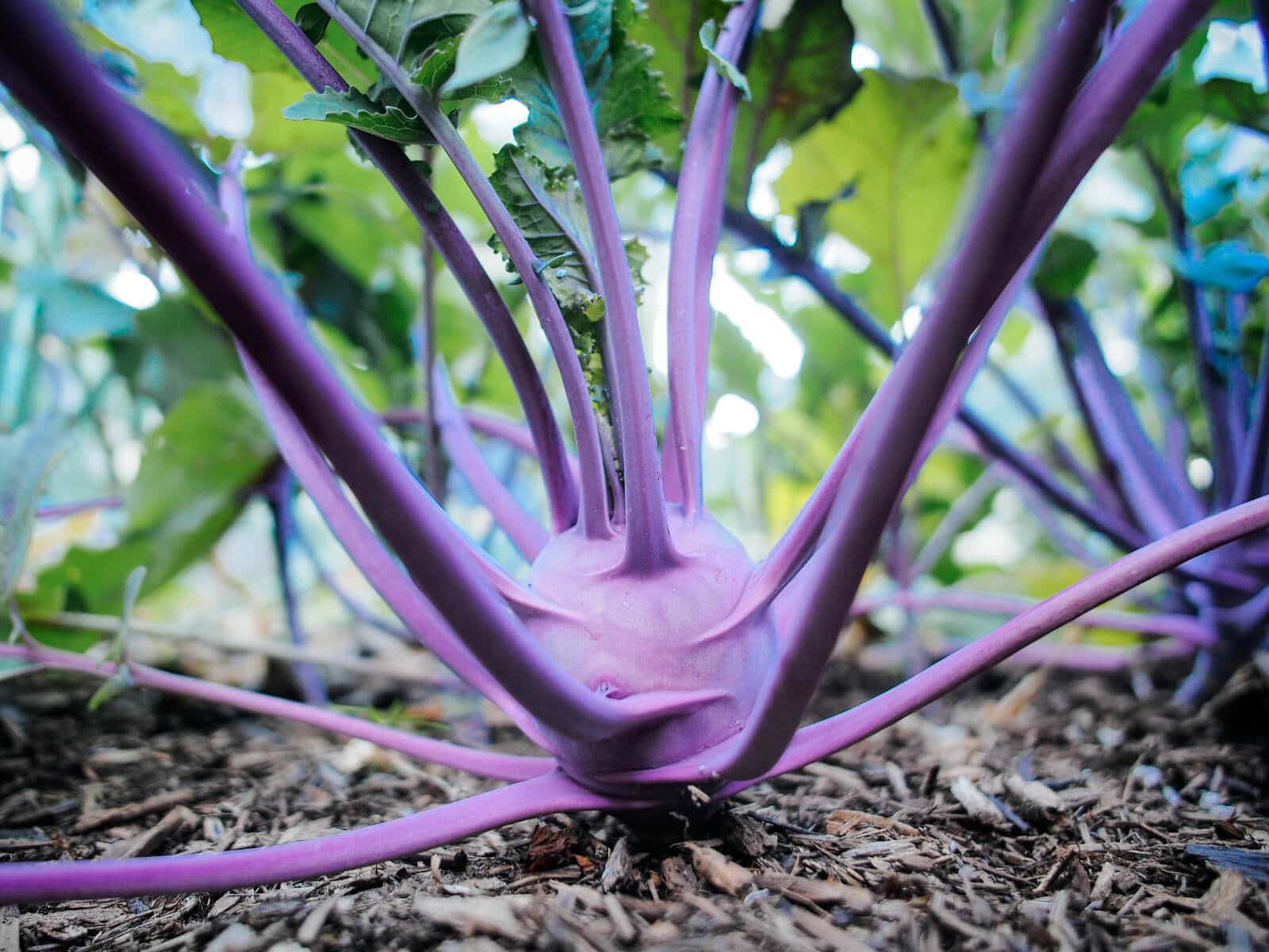 Homegrown purple kohlrabi