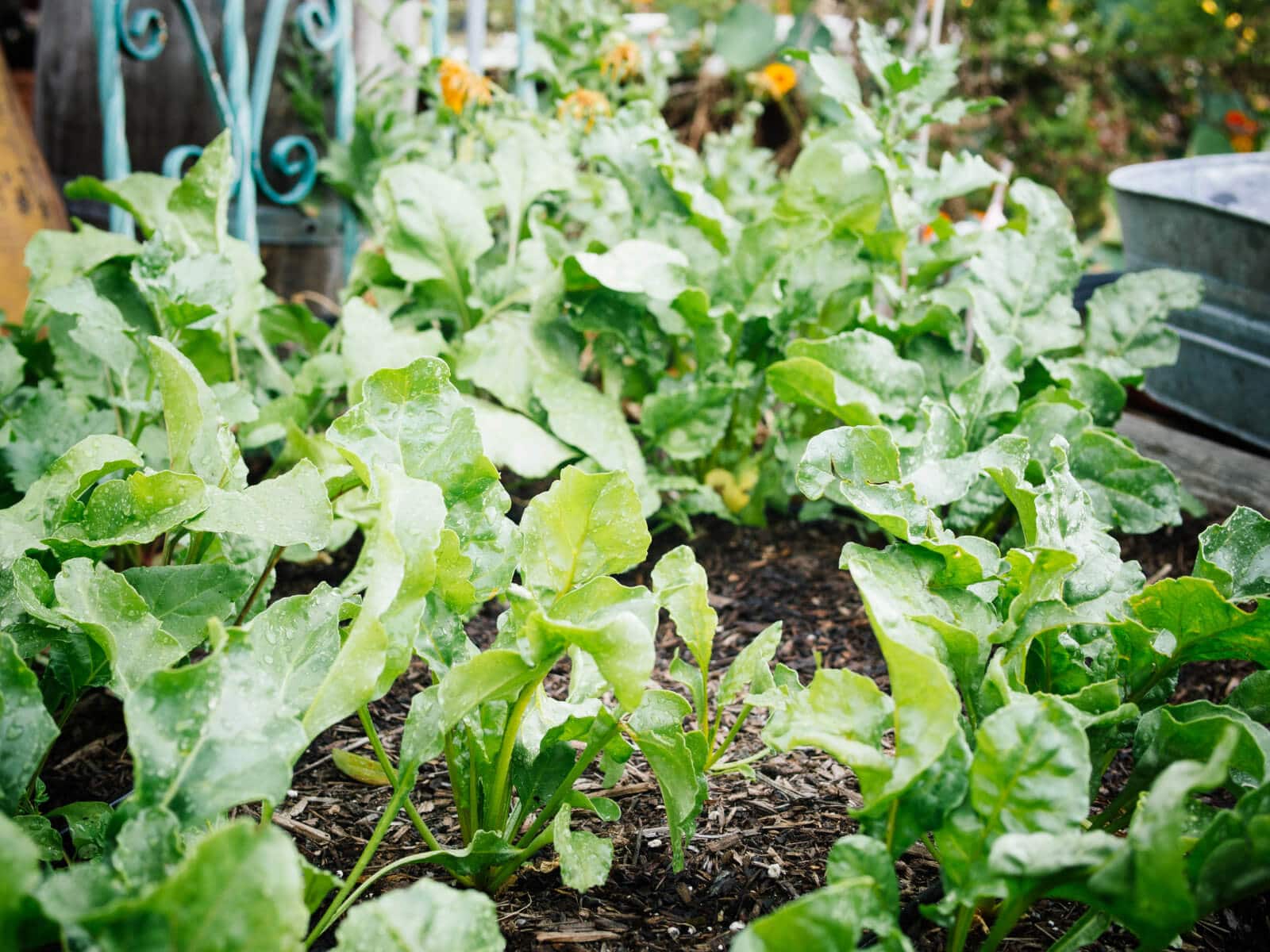 Beets can grow in partial shade