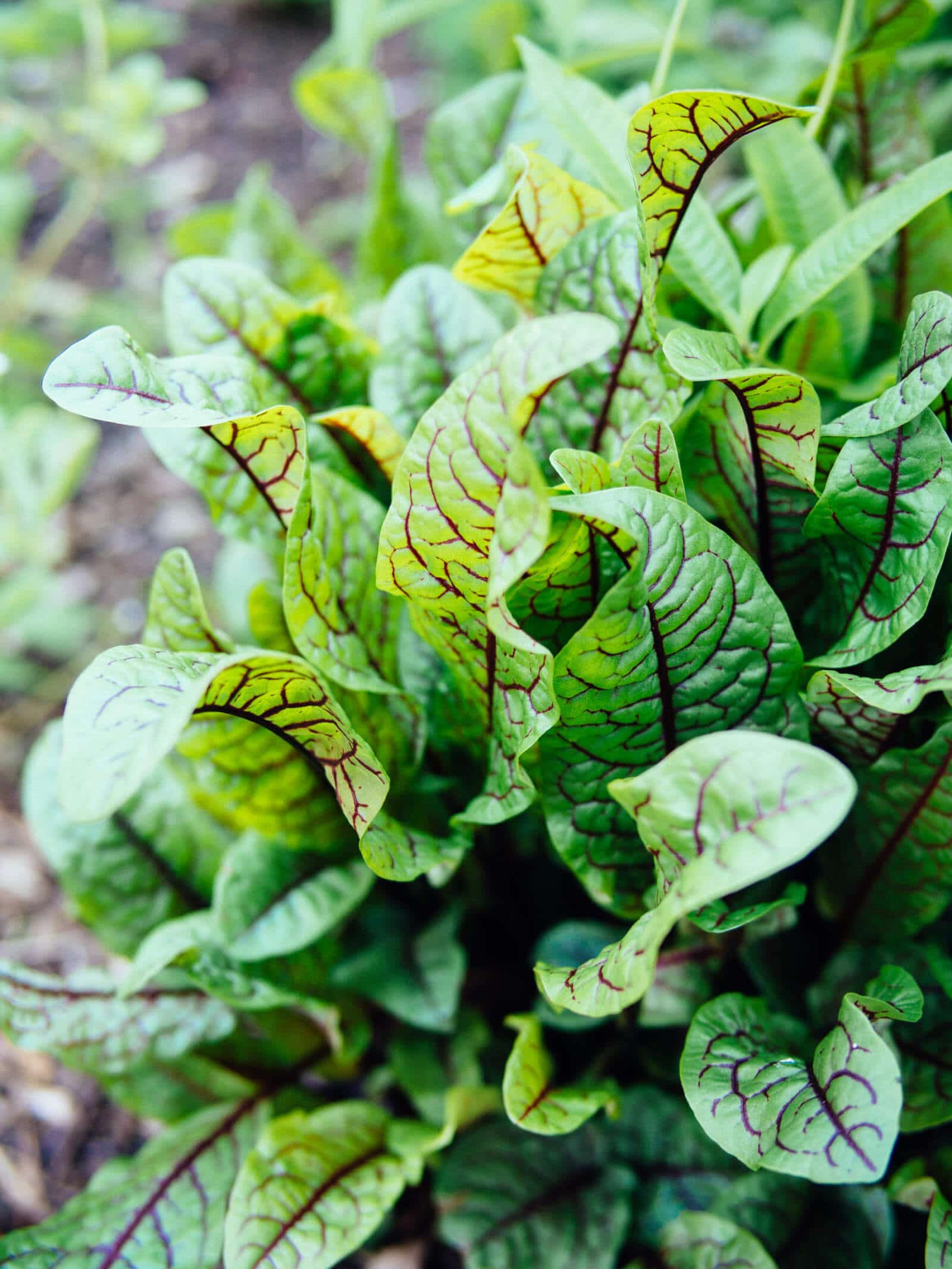 Red-veined sorrel (bloody dock) is a leafy green that grows in shade