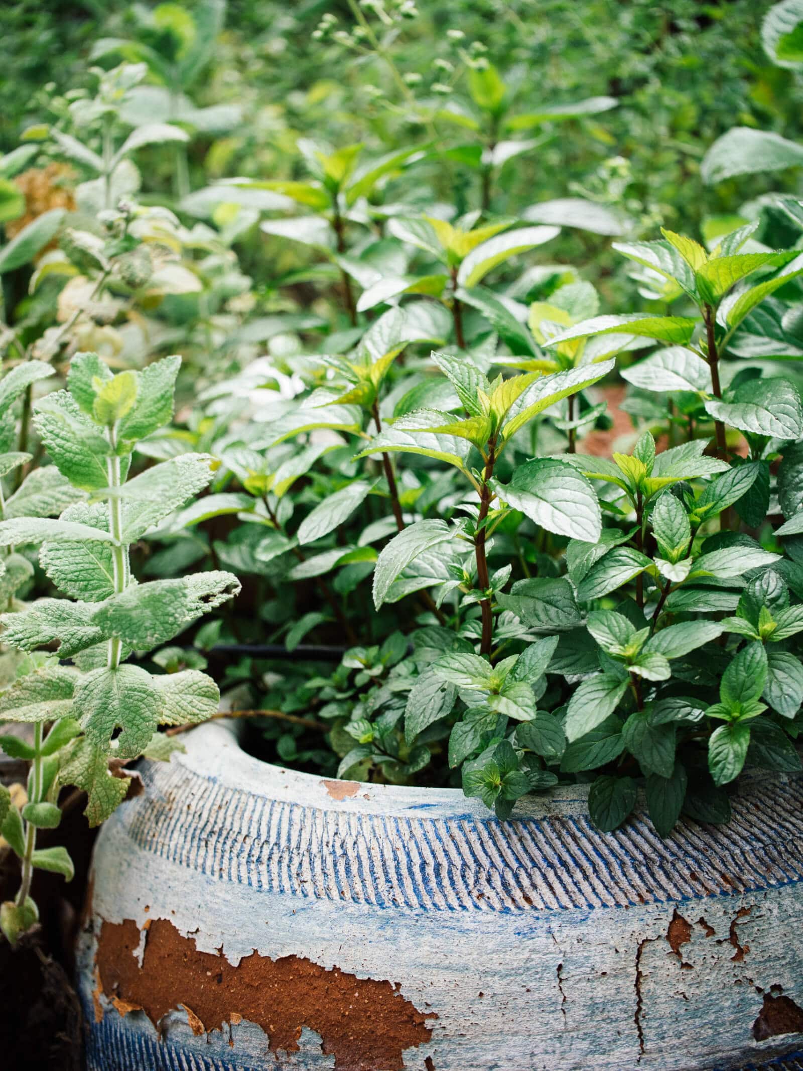 Mint is less aggressive when grown in shade