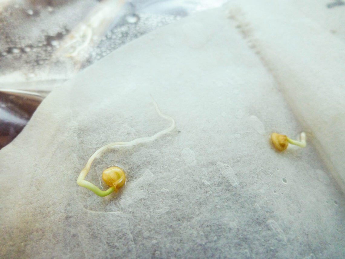 Germinate seeds quickly with coffee filters or paper towels