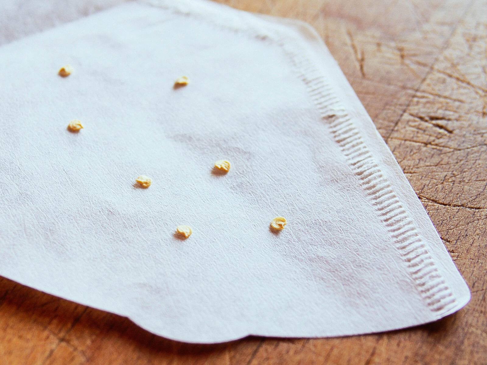 Germinating tomato seeds in a coffee filter