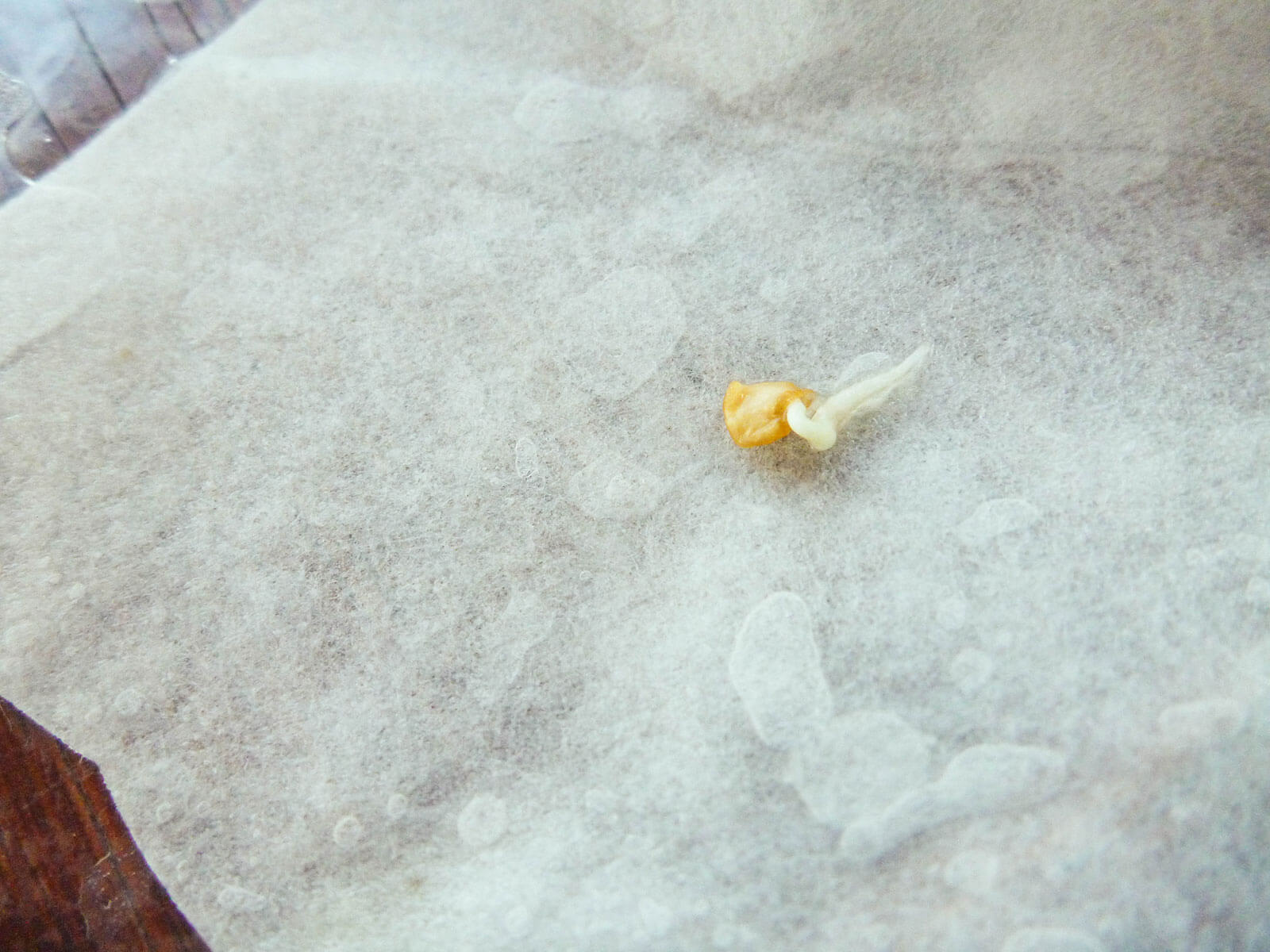 A sprouted seed using the baggie method