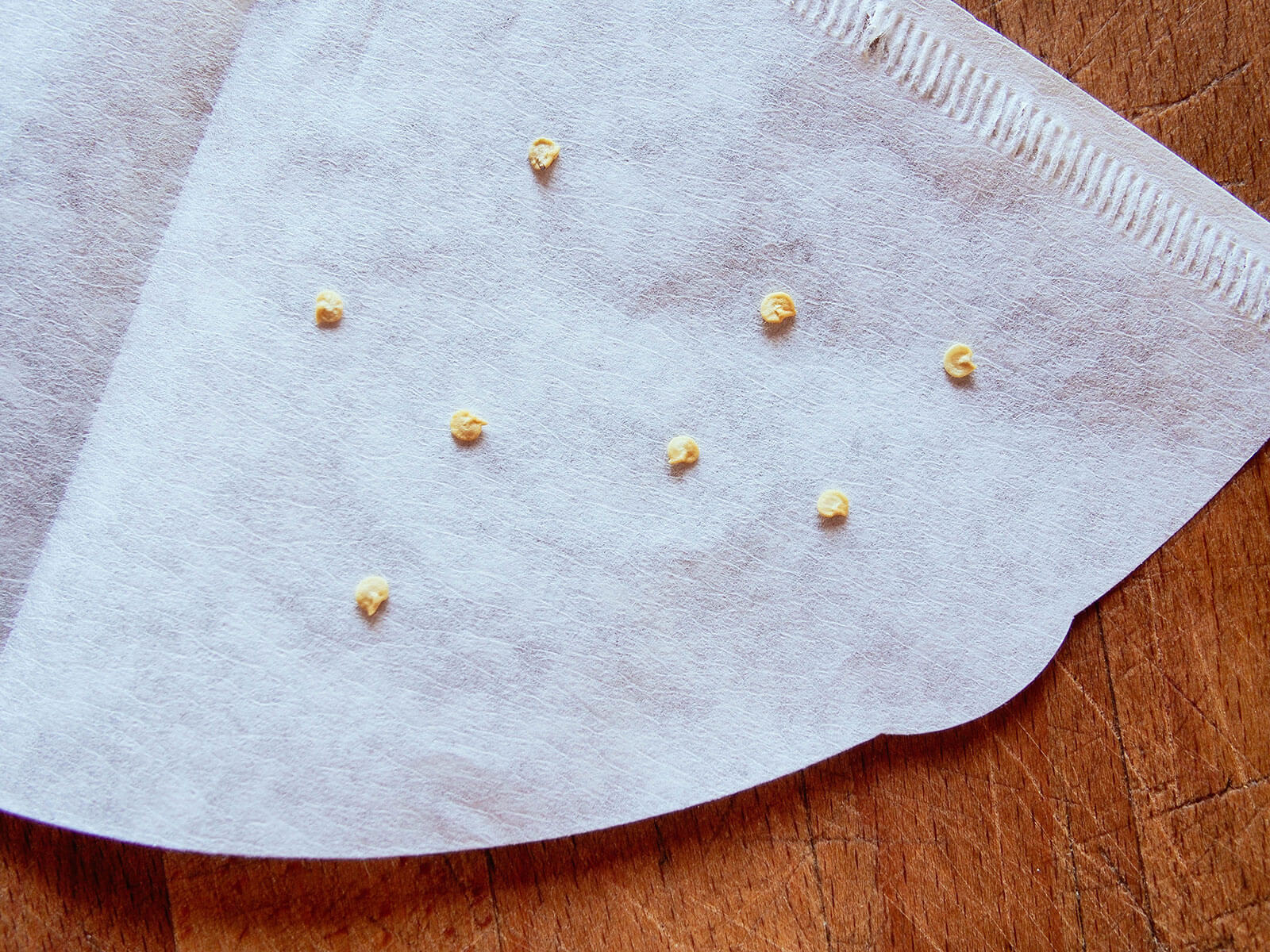 Germinating seeds in a coffee filter (works with a paper towel too)