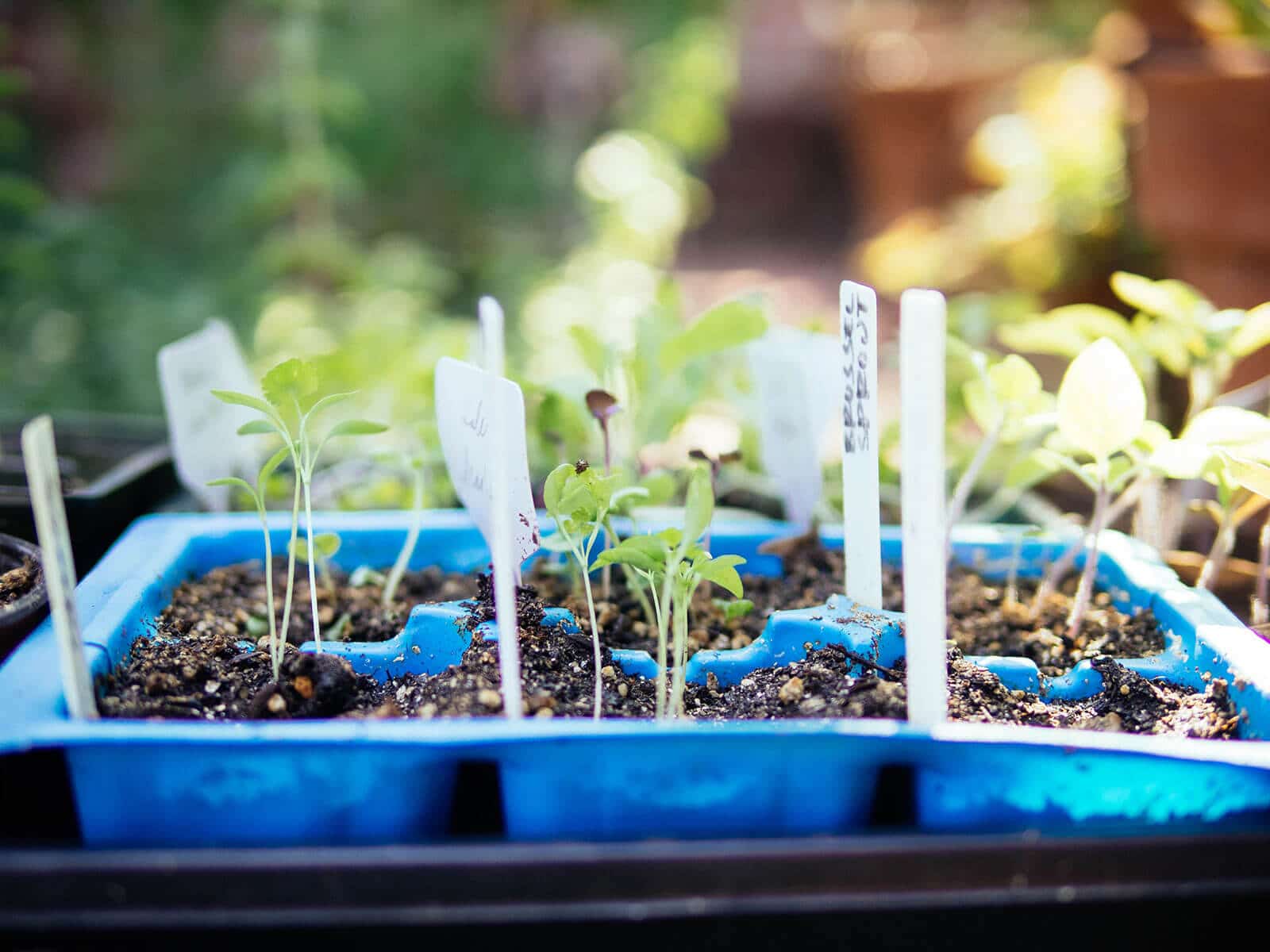 Seedlings being hardened off before planting