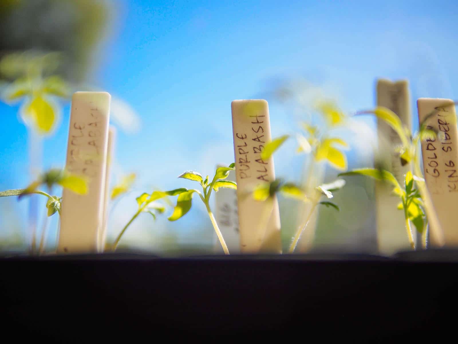 Seedlings started indoors
